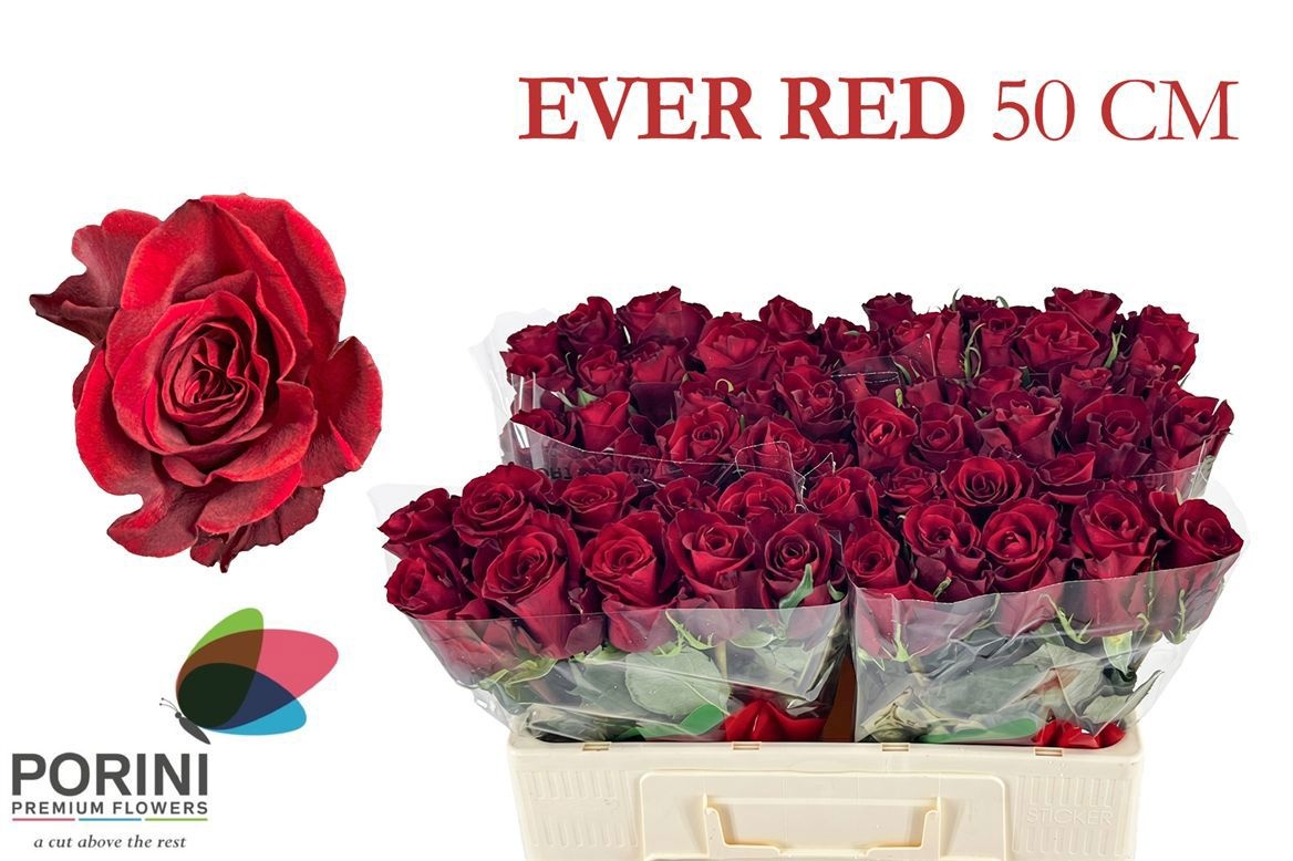 R Gr Ever Red