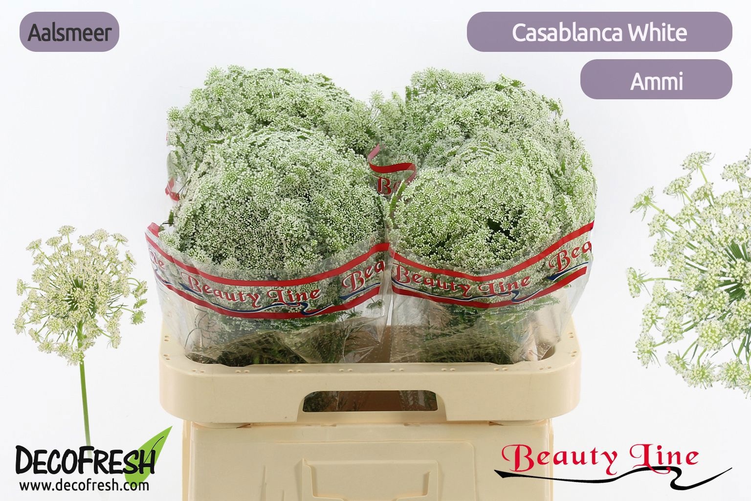 Ammi Majus Casablanca 60cm
