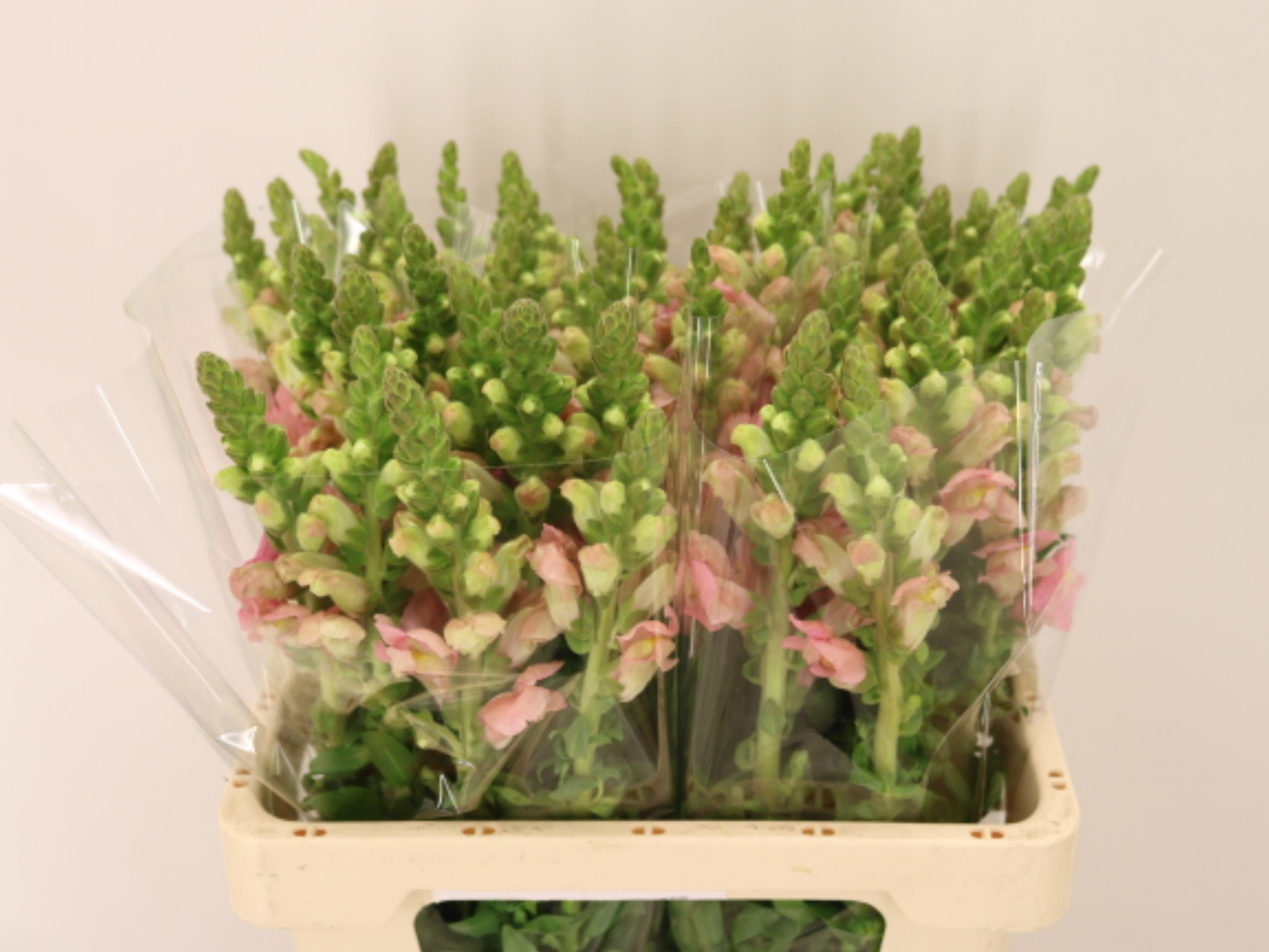 Antirrhinum Poto Pink 60cm