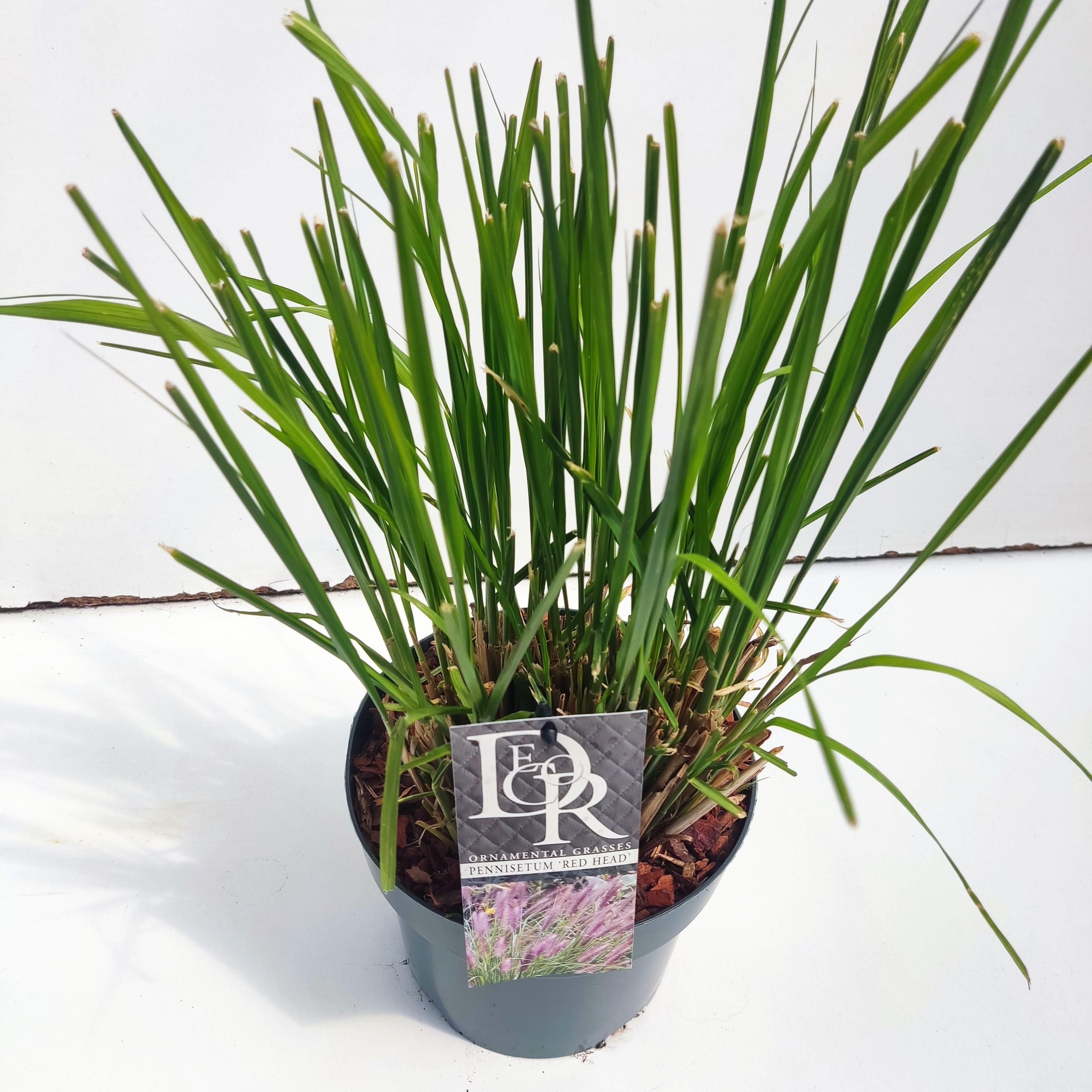 Picture of Pennisetum Red Head P19 (3 Ltr)