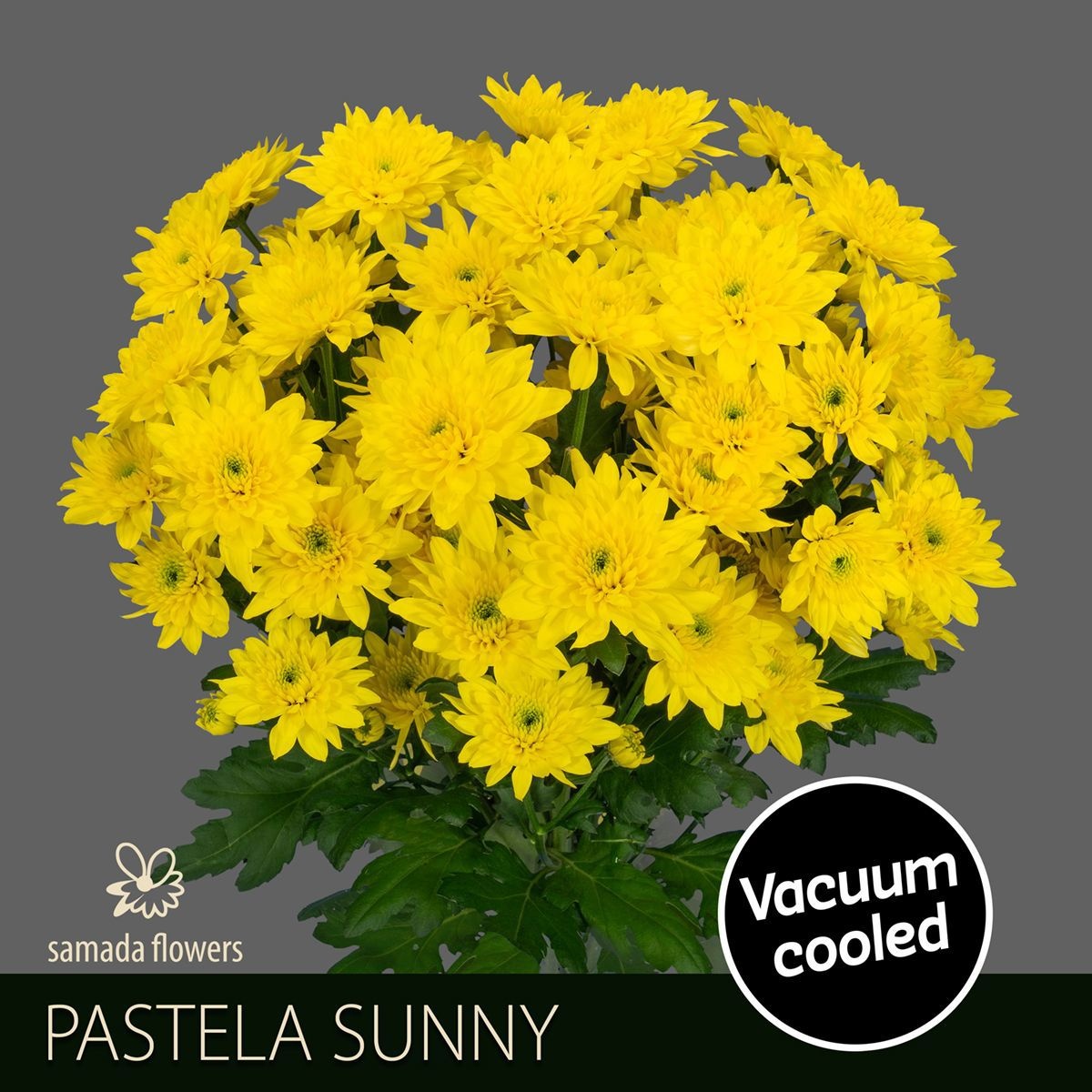 Chrys Spray Pastela Sunny 80gram