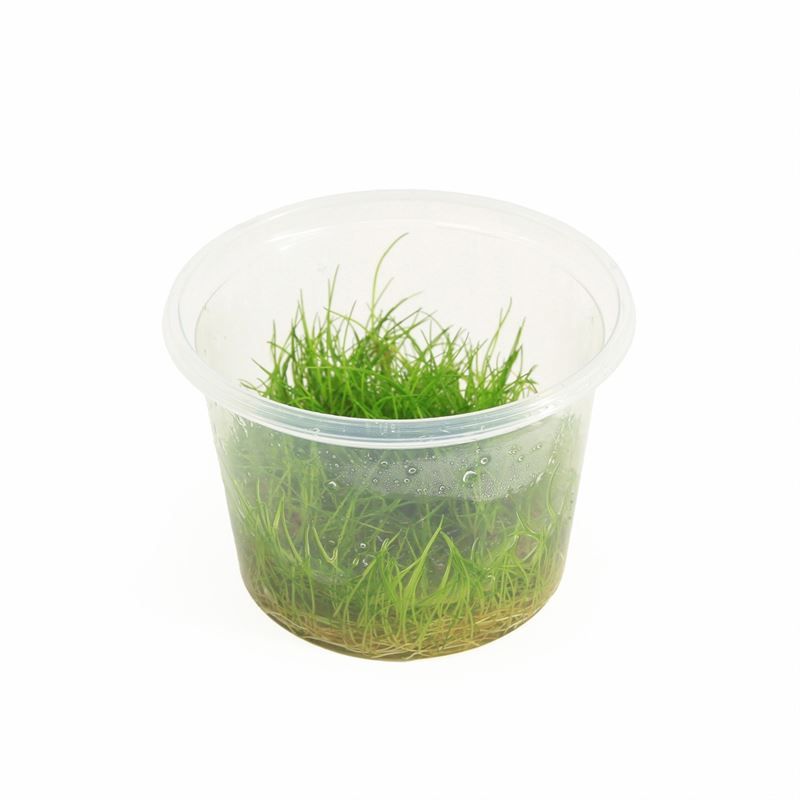 Eleocharis minima (cup 100cc)