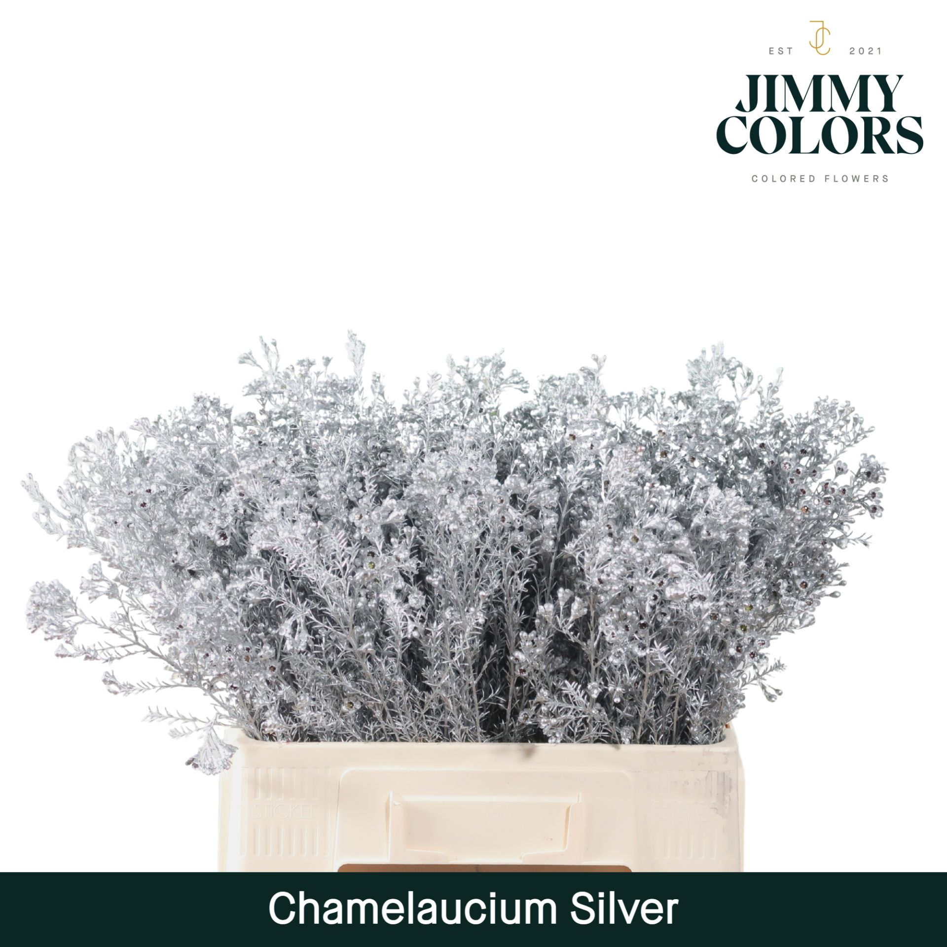Waxflower L60 Silver