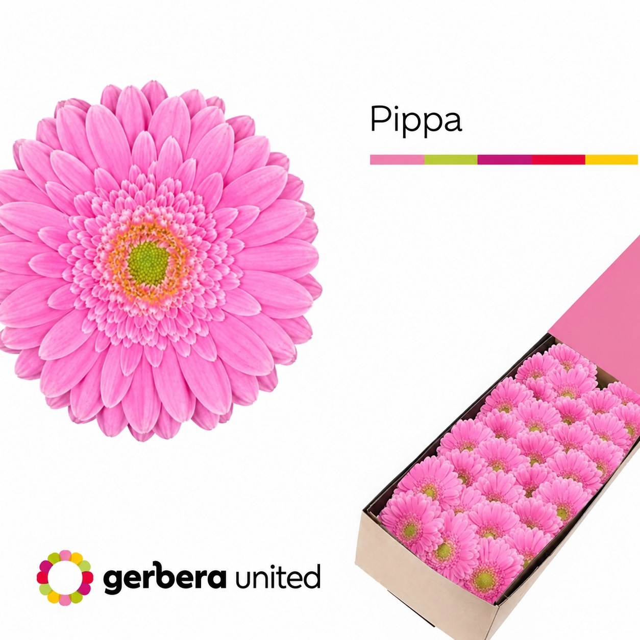 Germini Pippa Doos
