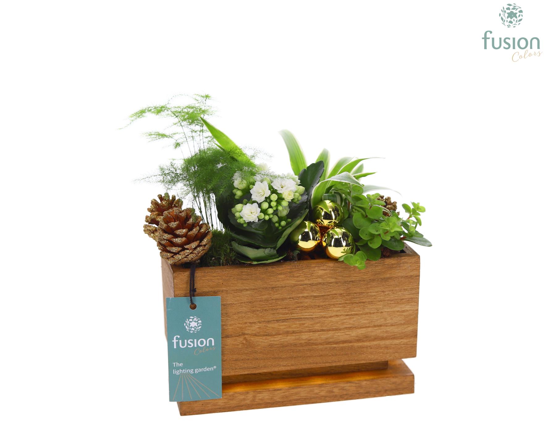 Picture of X-Mas arrangement The Lighting Garden® LED Small FC-23.0020FDH P19 25CM