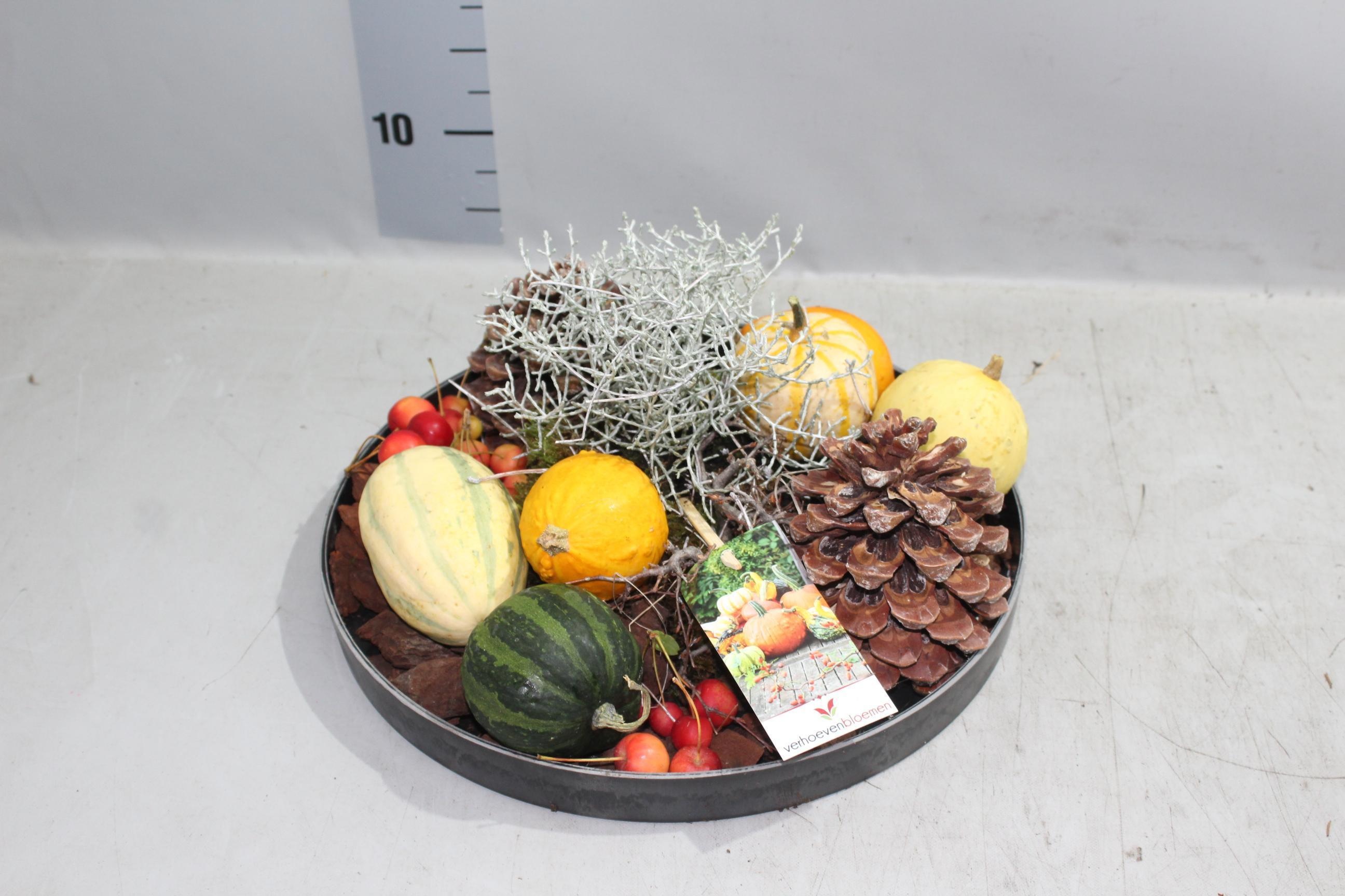 Arr Sierfruit