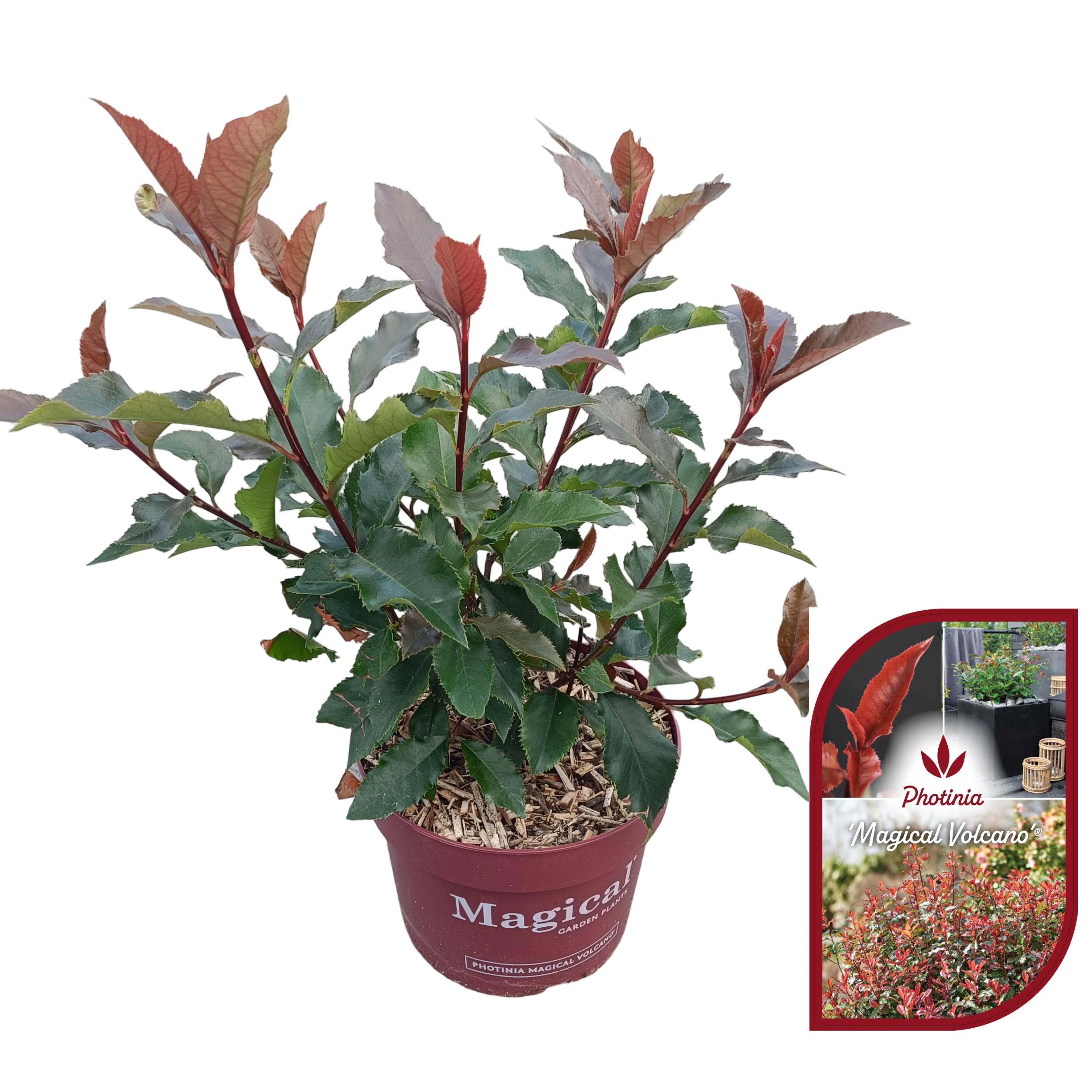 Picture of Photinia fraseri 'Magical Volcano'® C2