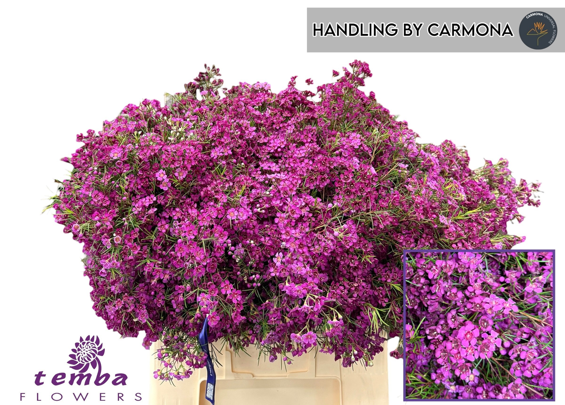 Chamelaucium Free Spirit 60cm 60gram