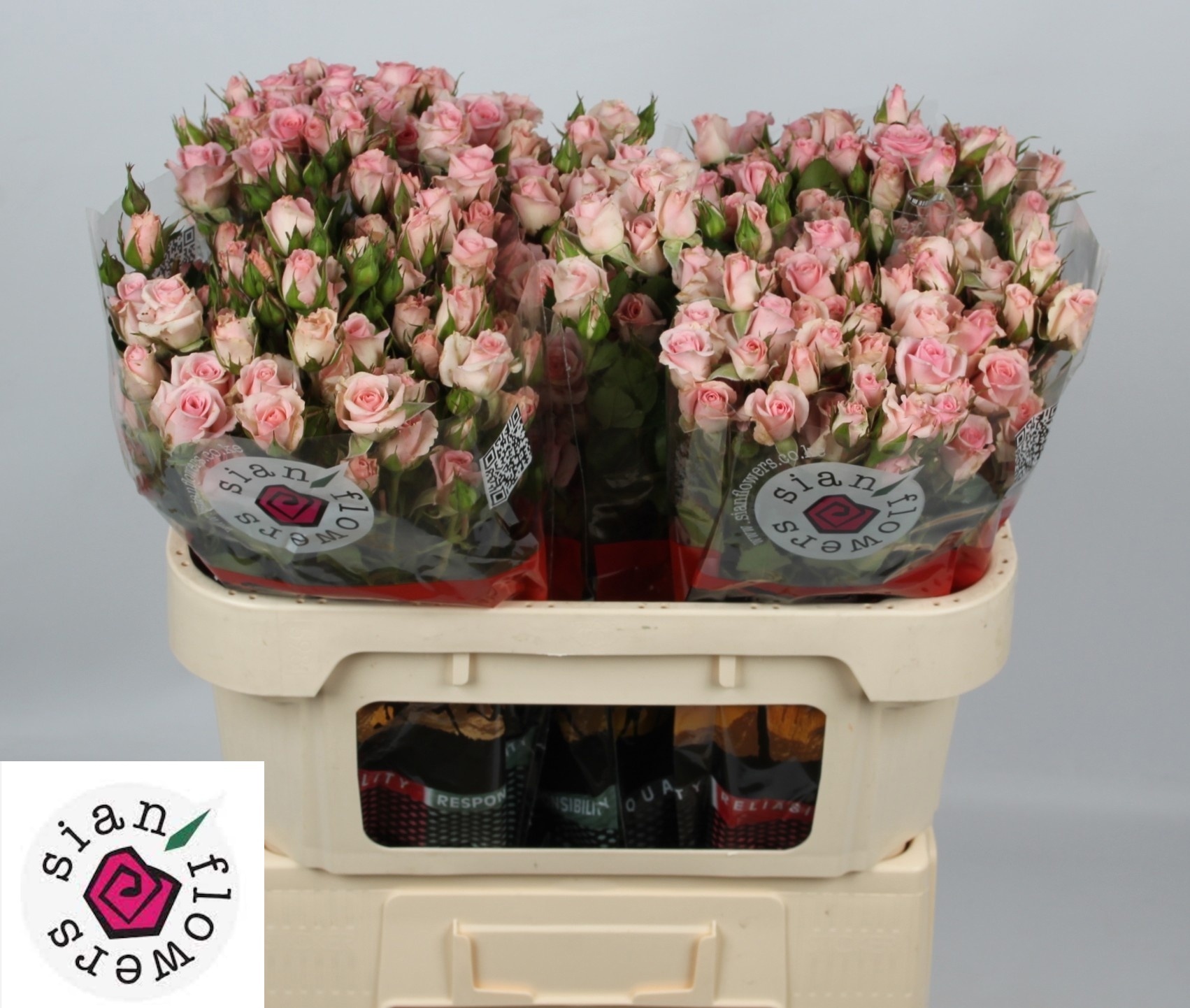 R Tr Fleurette 70cm