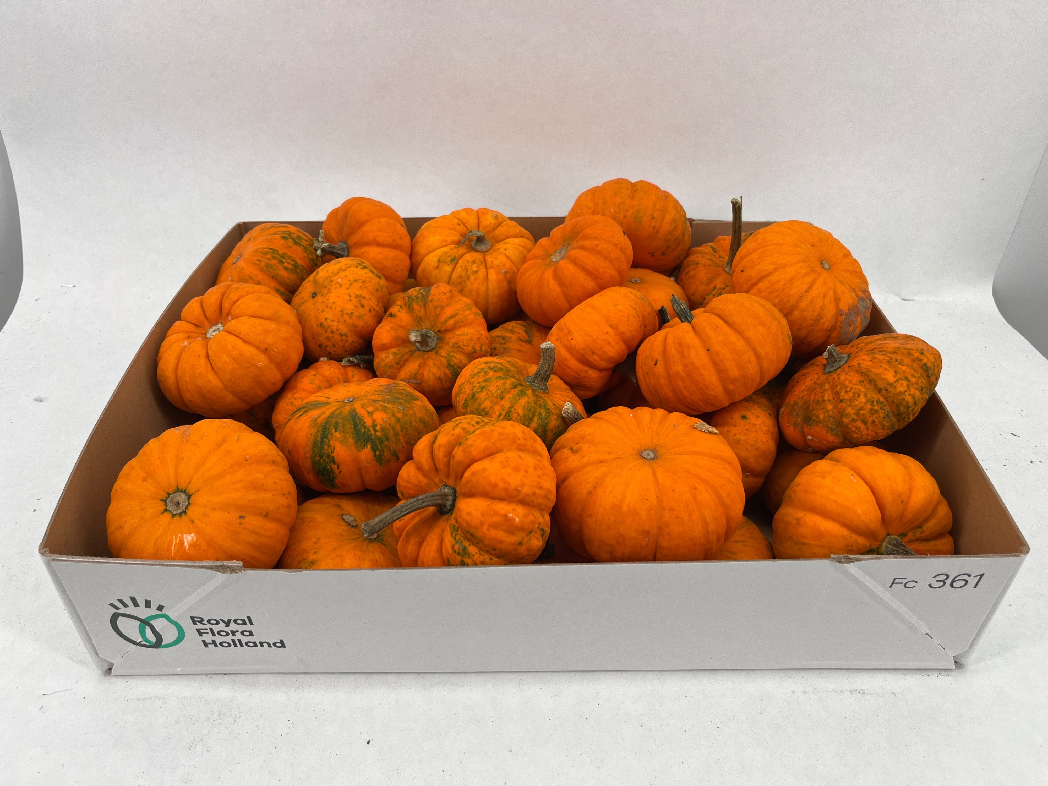 Cucurbita Jack Be Little