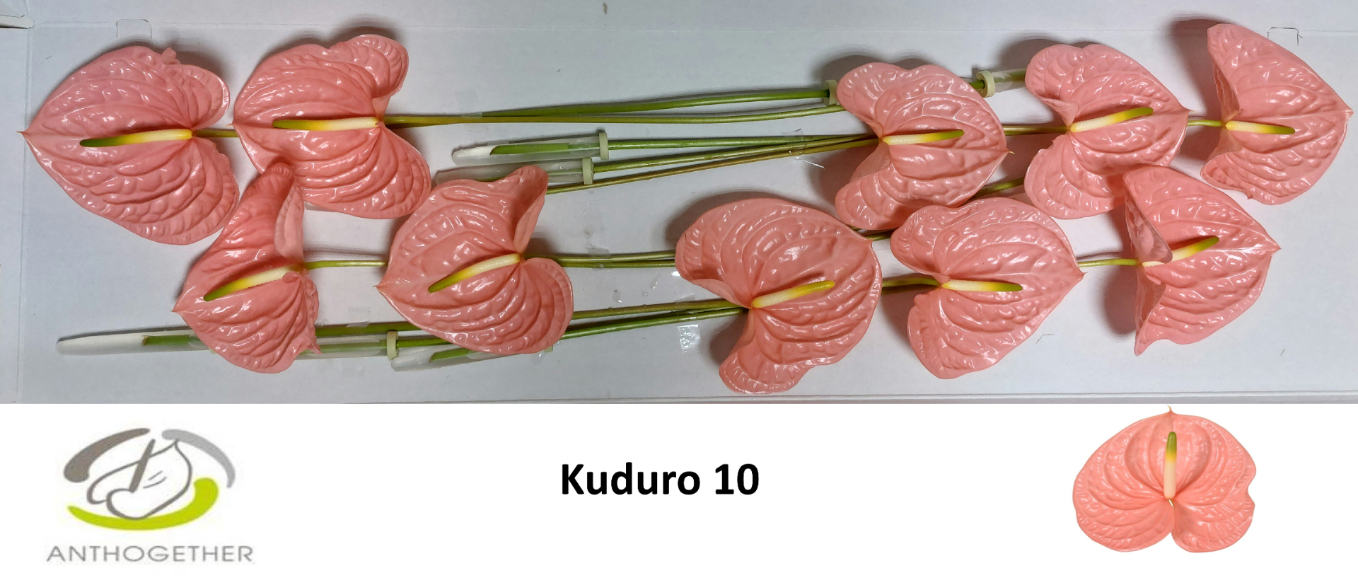 Anth A Kuduro