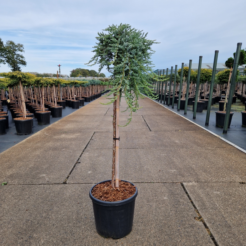 Picture of Juniperus com. Siberica C11 80/STD (LOOSE)