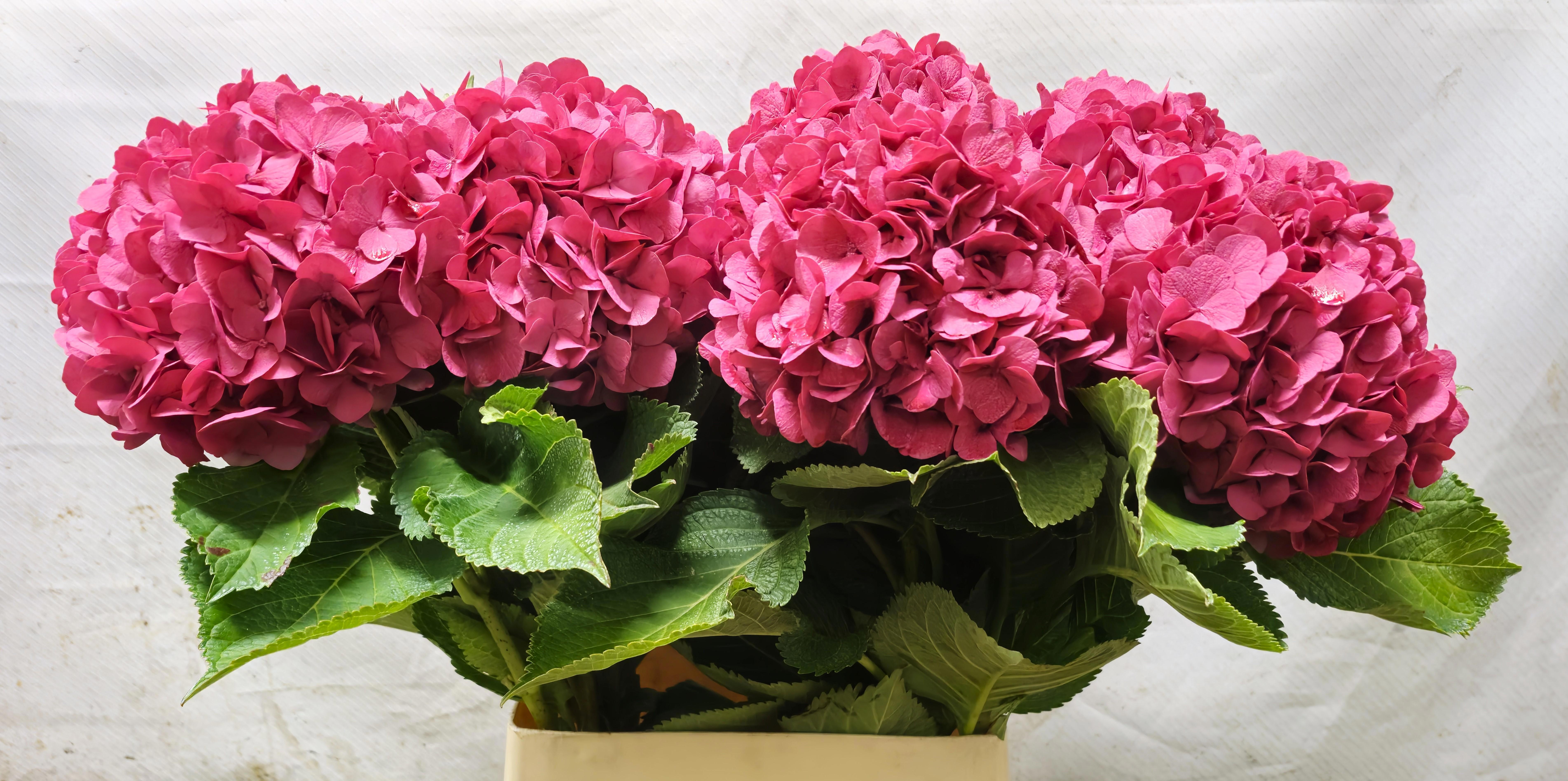 Hydrangea Painted 90cm 18Ø