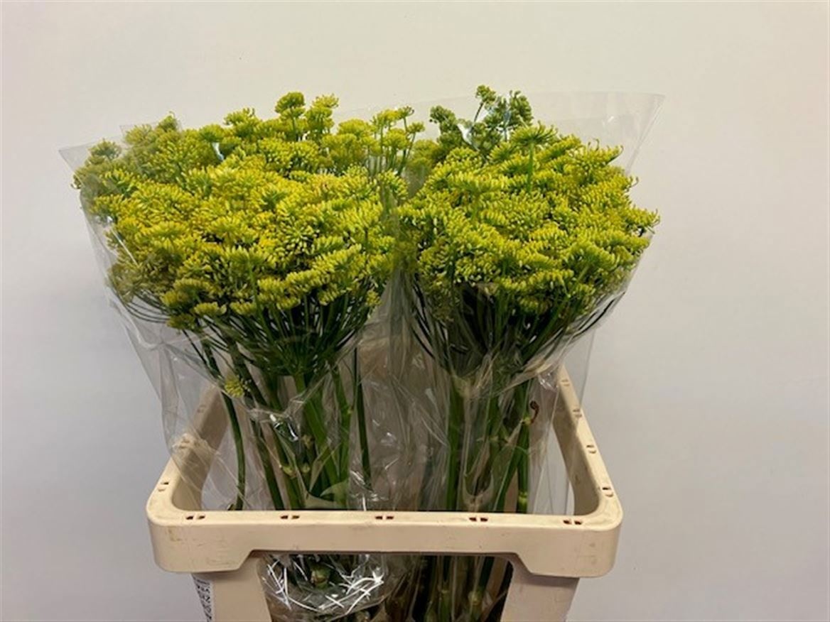 Foeniculum Vulgare 60cm