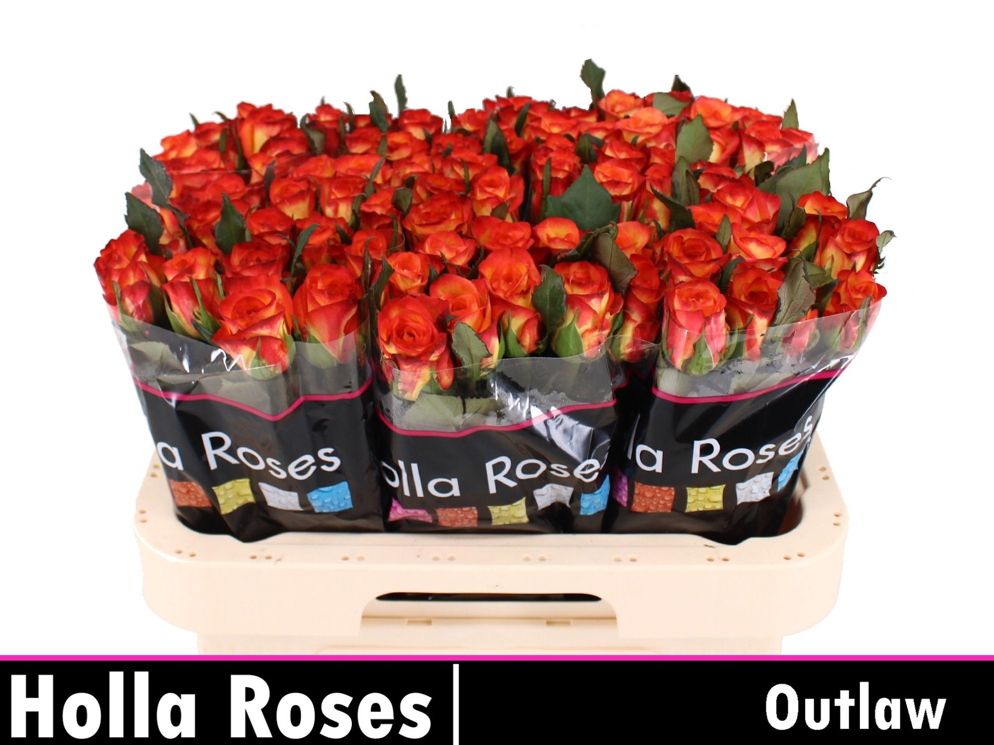 Rosa Outlaw 60cm