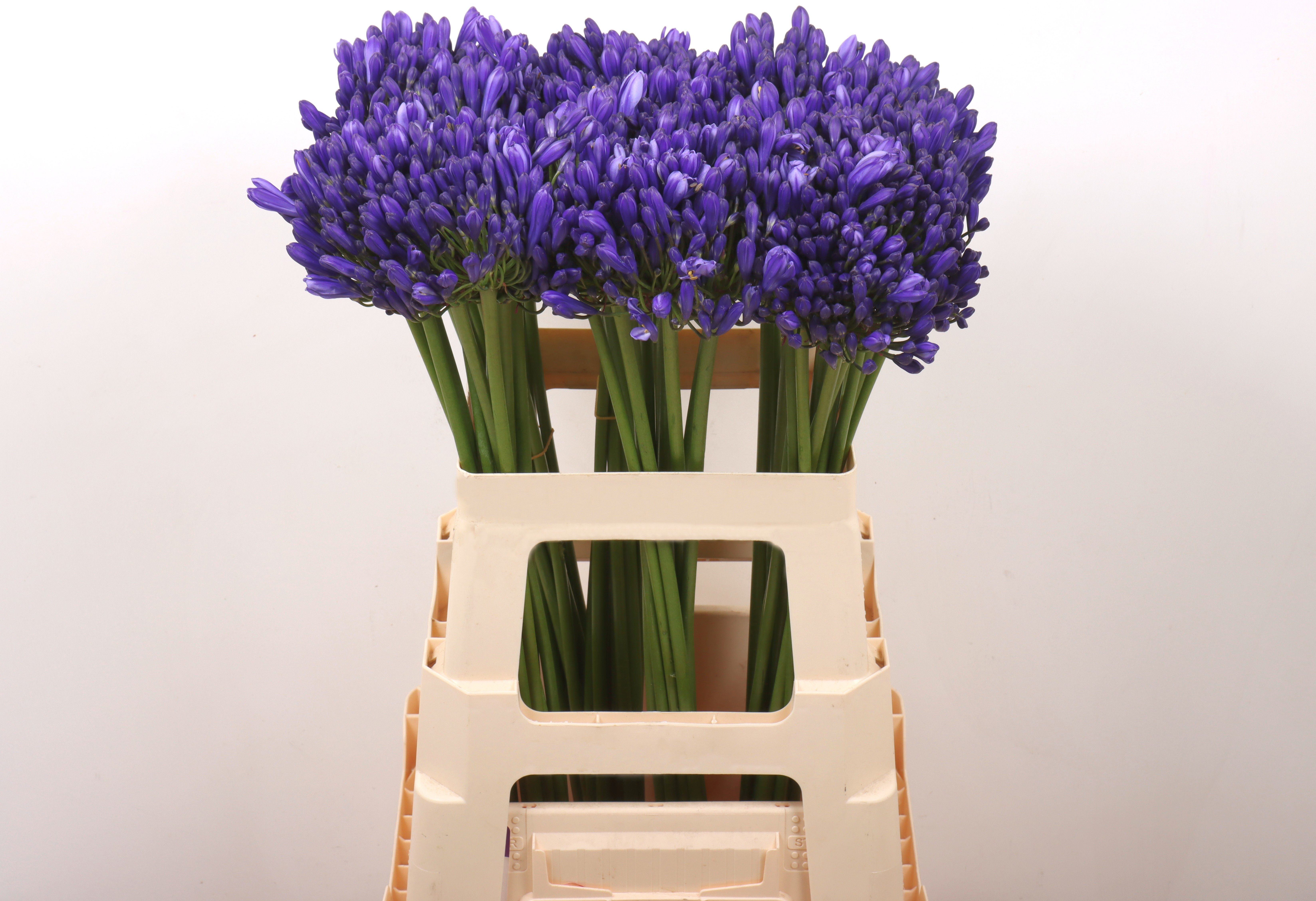 Agapanthus Atlantic Ocean 60cm