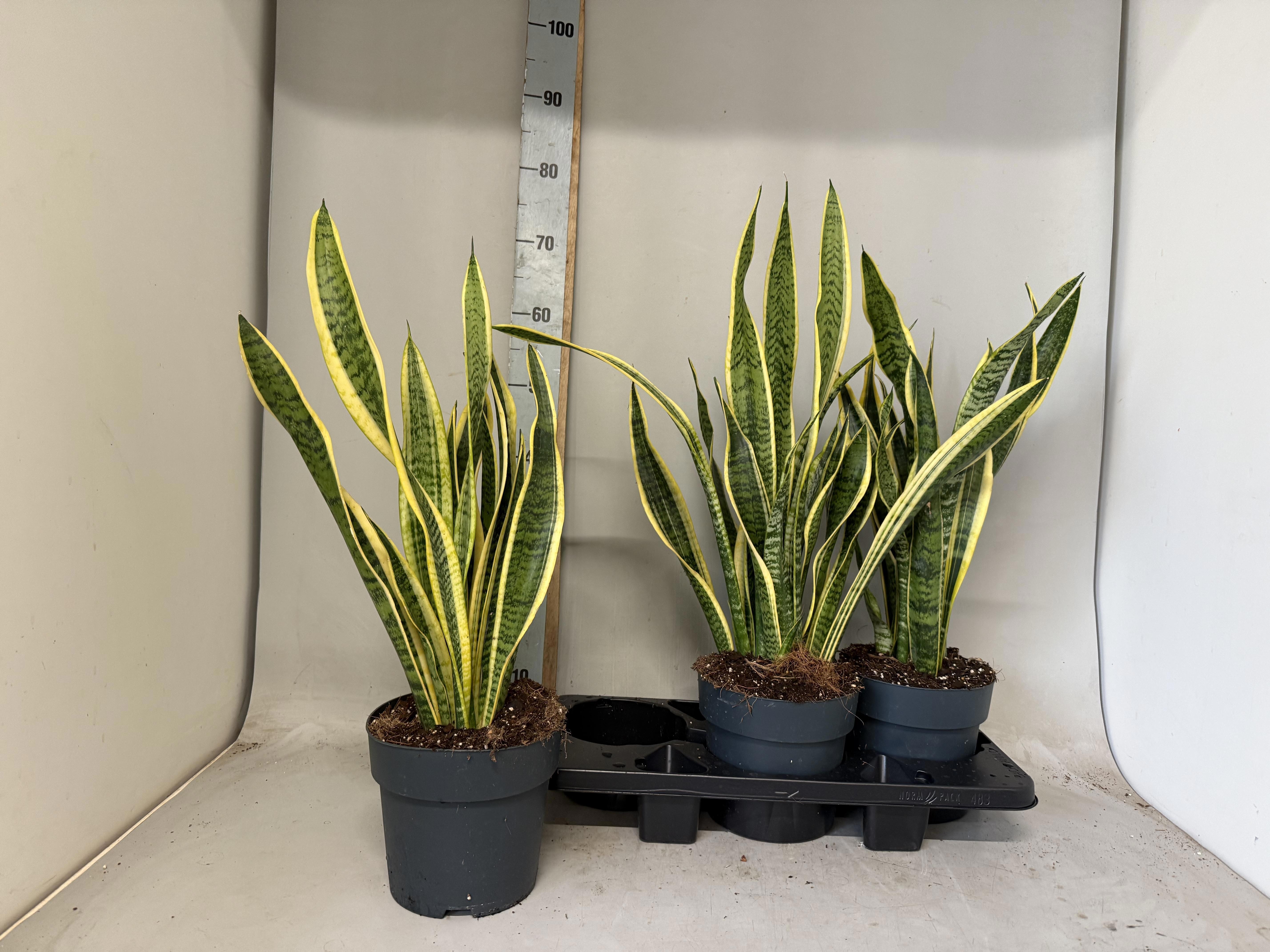 Sansev Laurentii 19Ø 65cm
