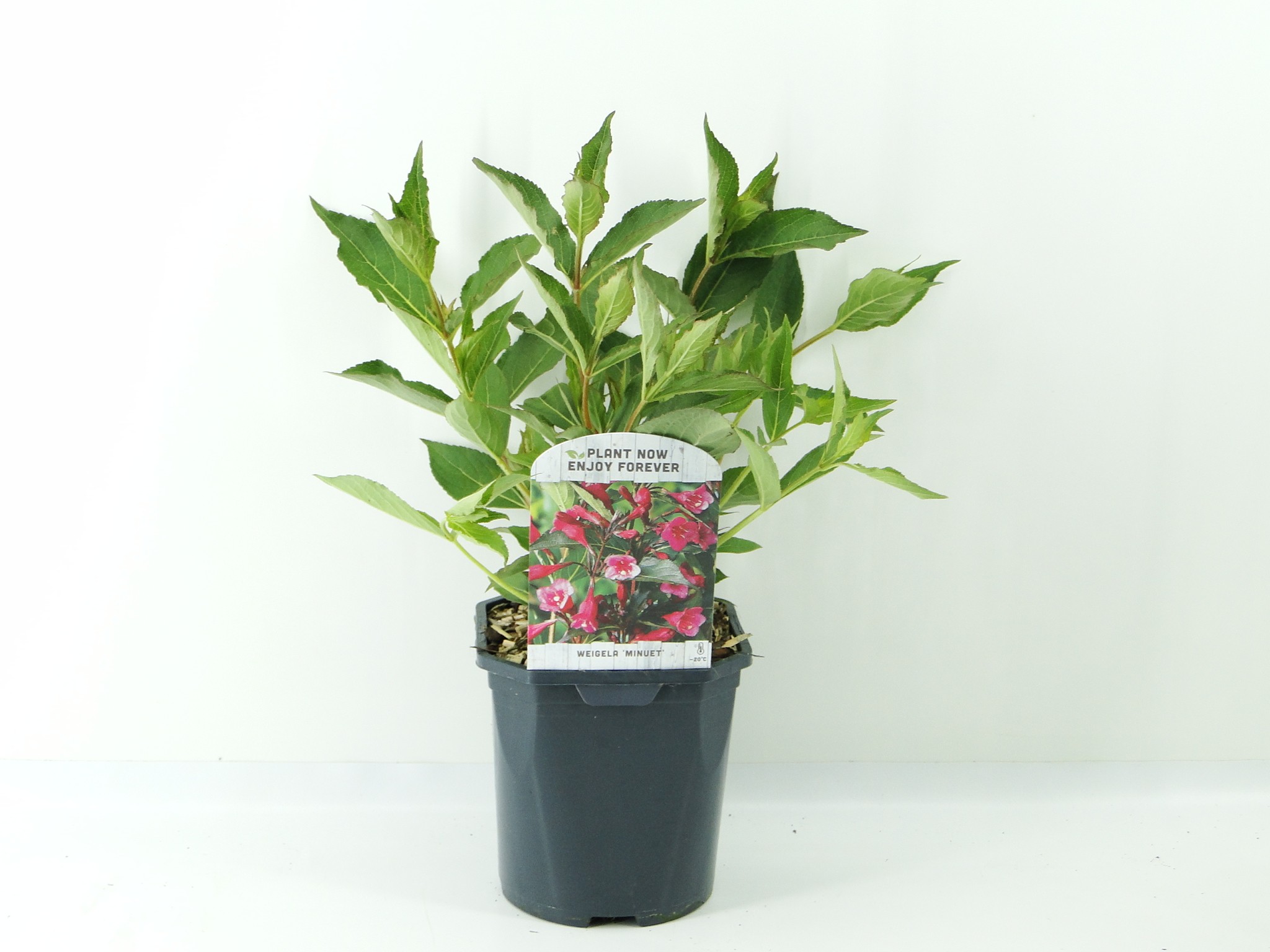Picture of Weigela Minuet