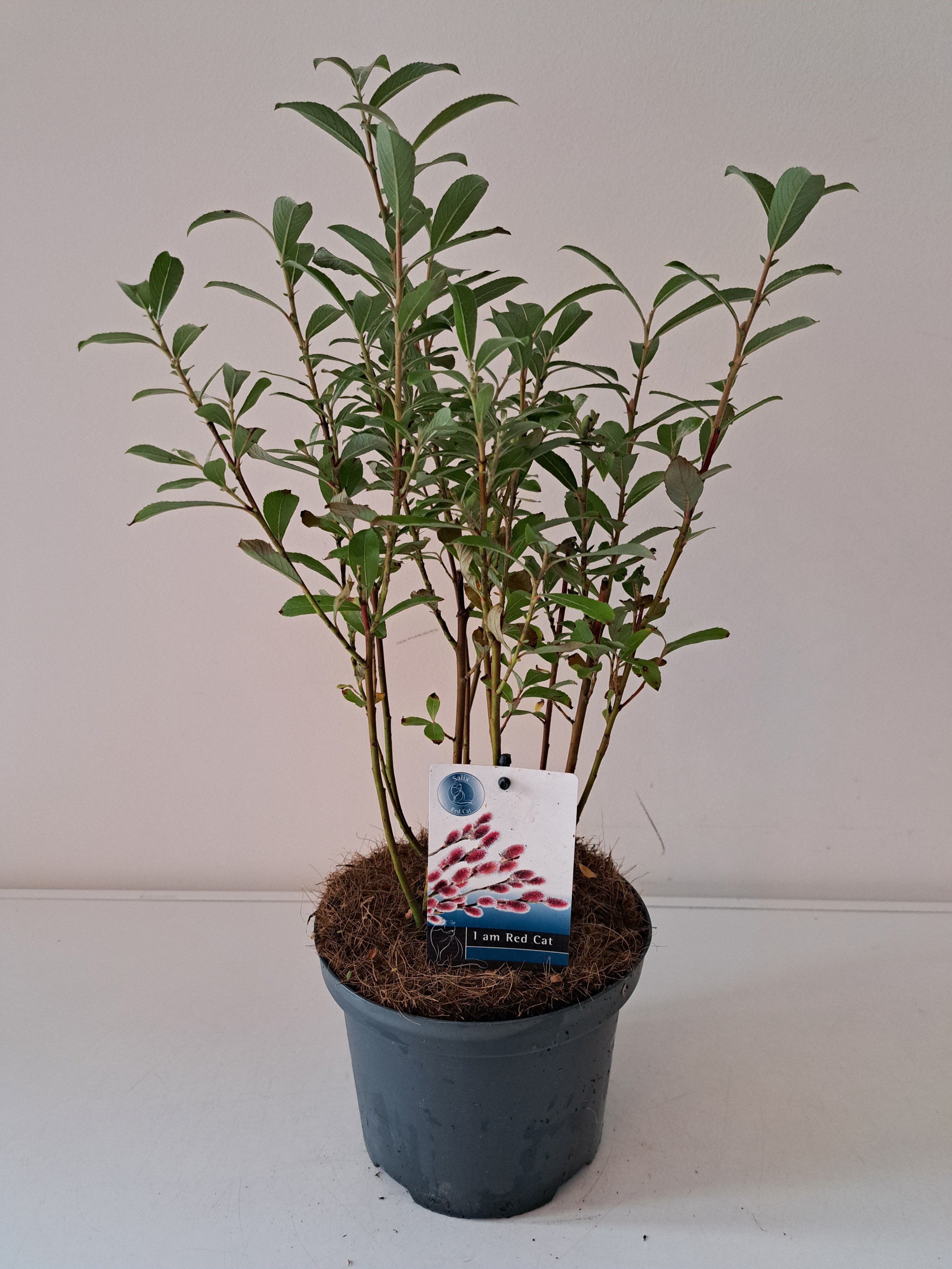 Salix chaenomeloides 'Mount Aso' struik