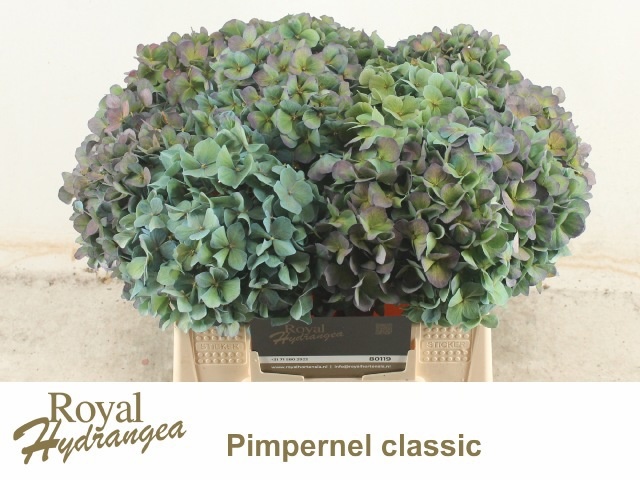 Hydrangea Pimpernel Classic 40cm 18Ø