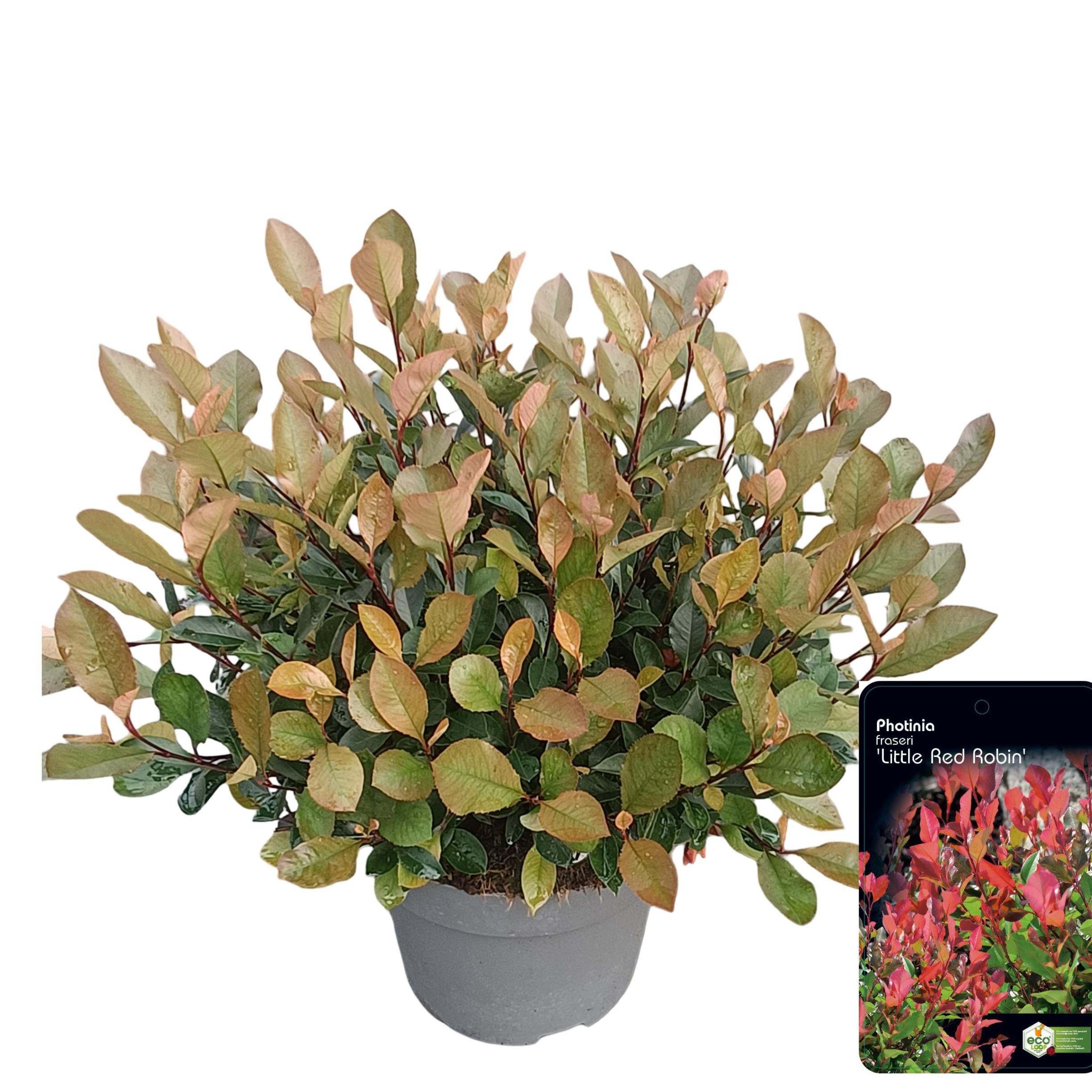 Picture of Photinia fraseri 'Little Red Robin' C10