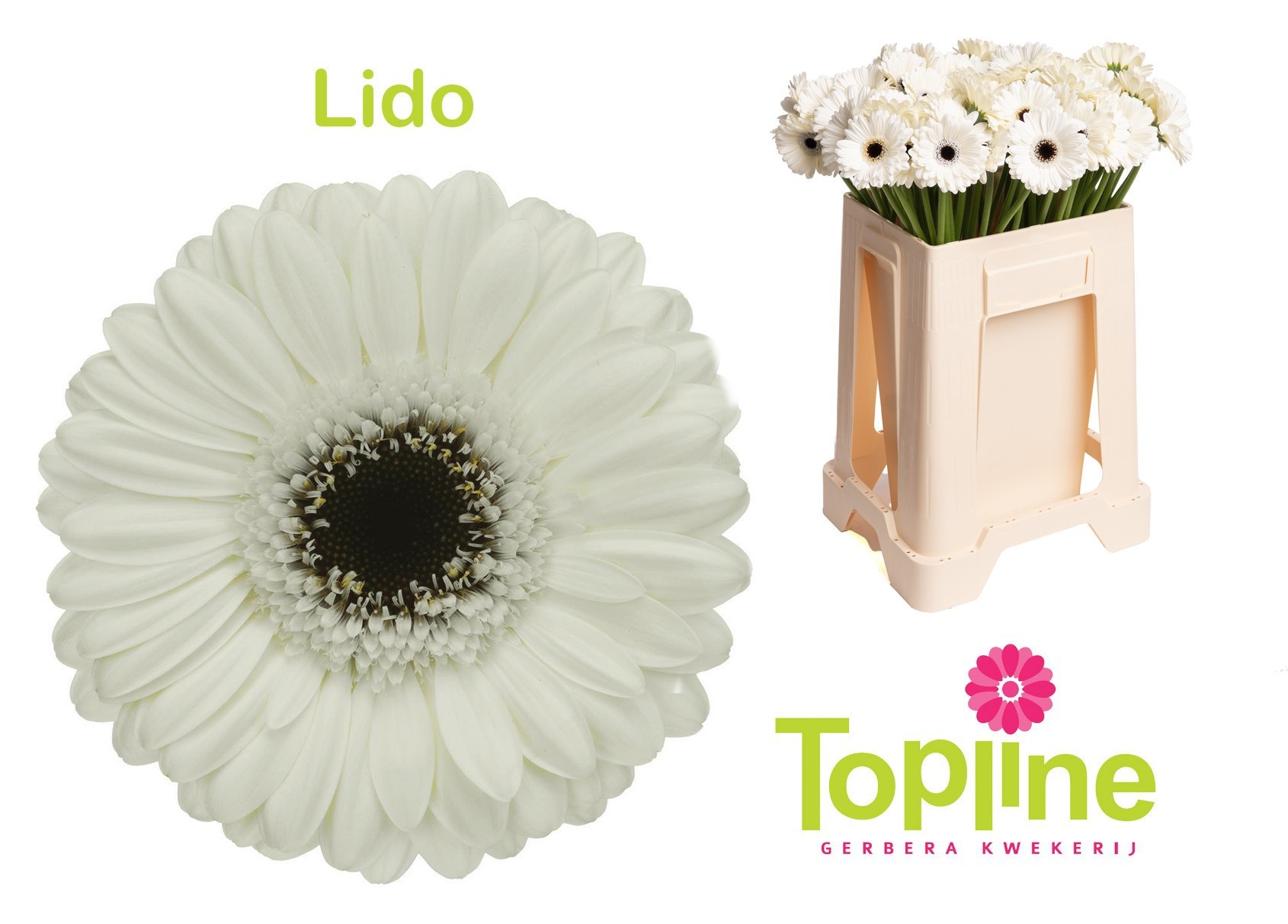 Gerbera Mini Lido