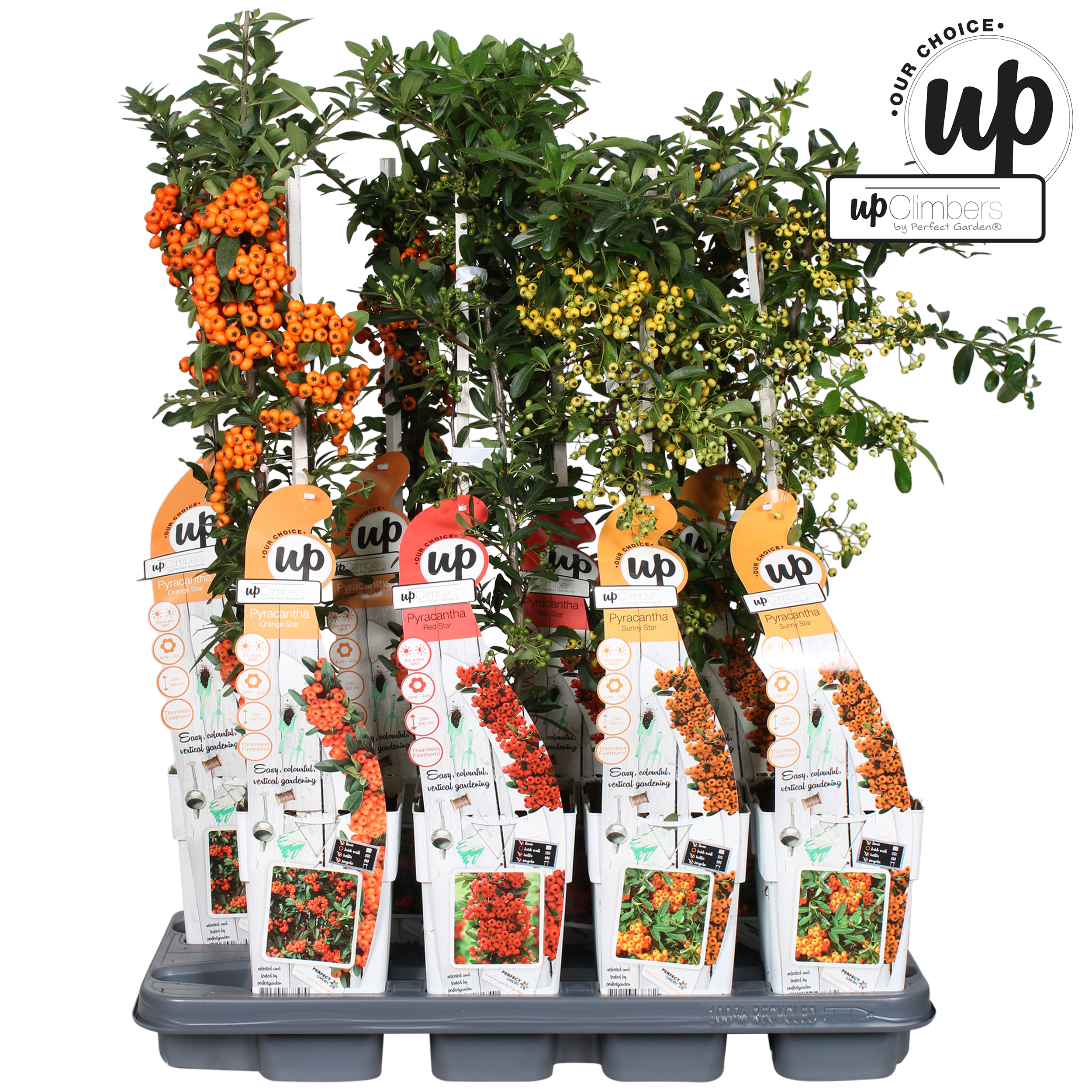 Picture of Pyracantha Our Choice mix tray P15