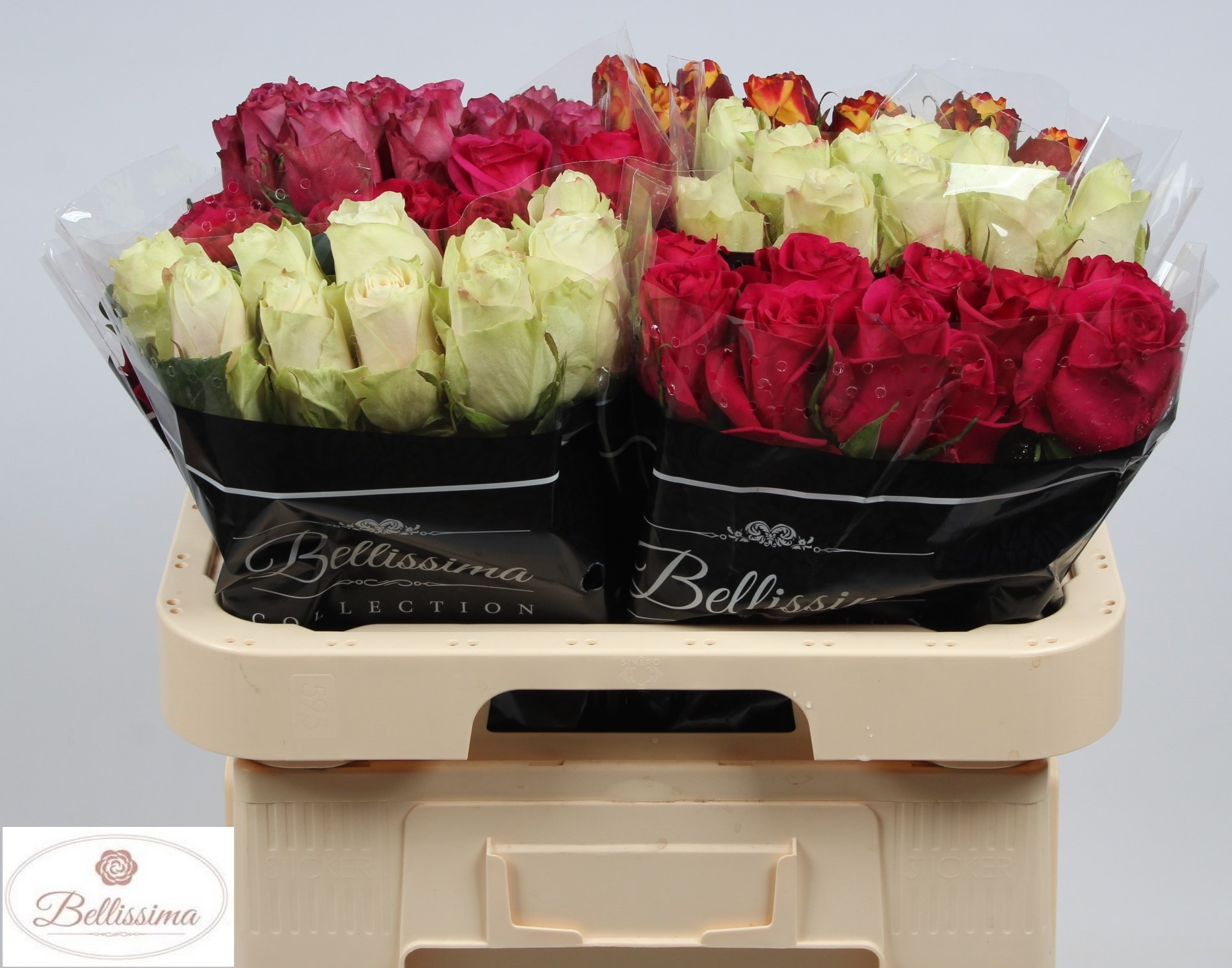 Rosa Mixed In Bucket 60cm