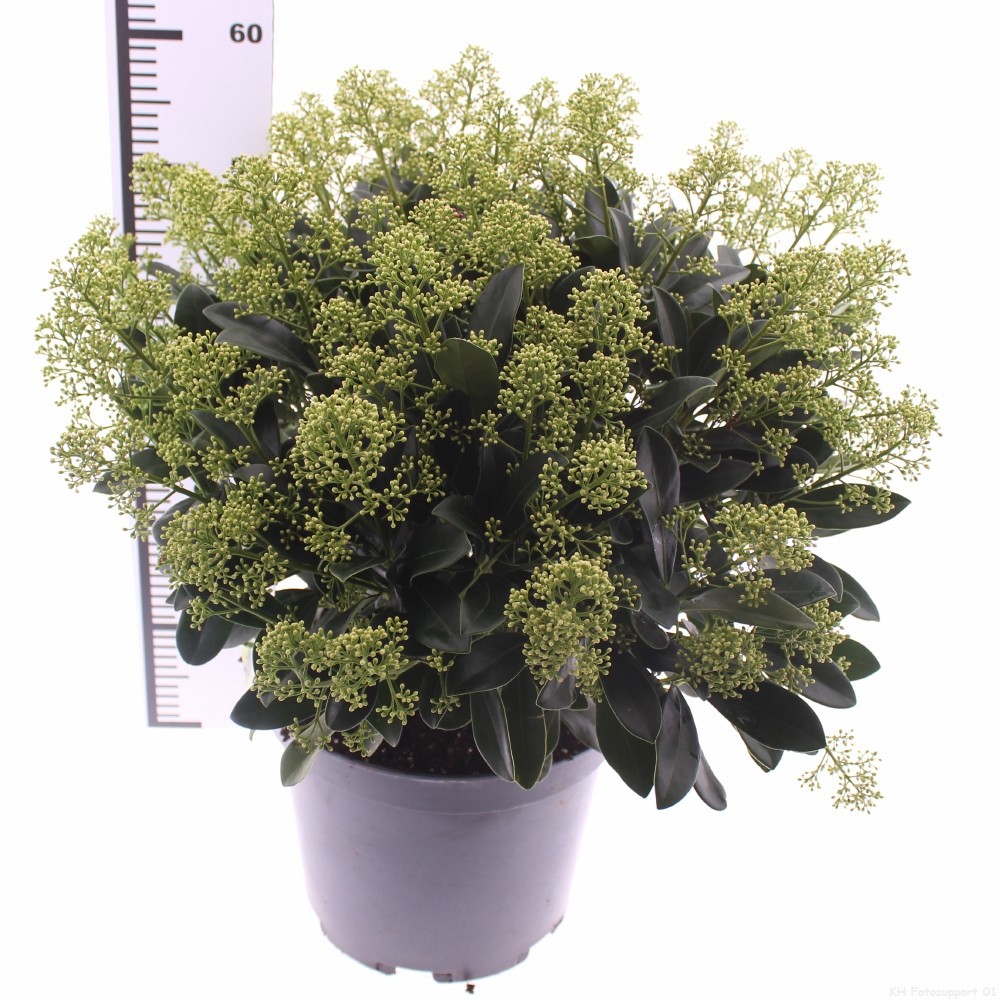 Picture of Skimmia jap. 'Finchy'