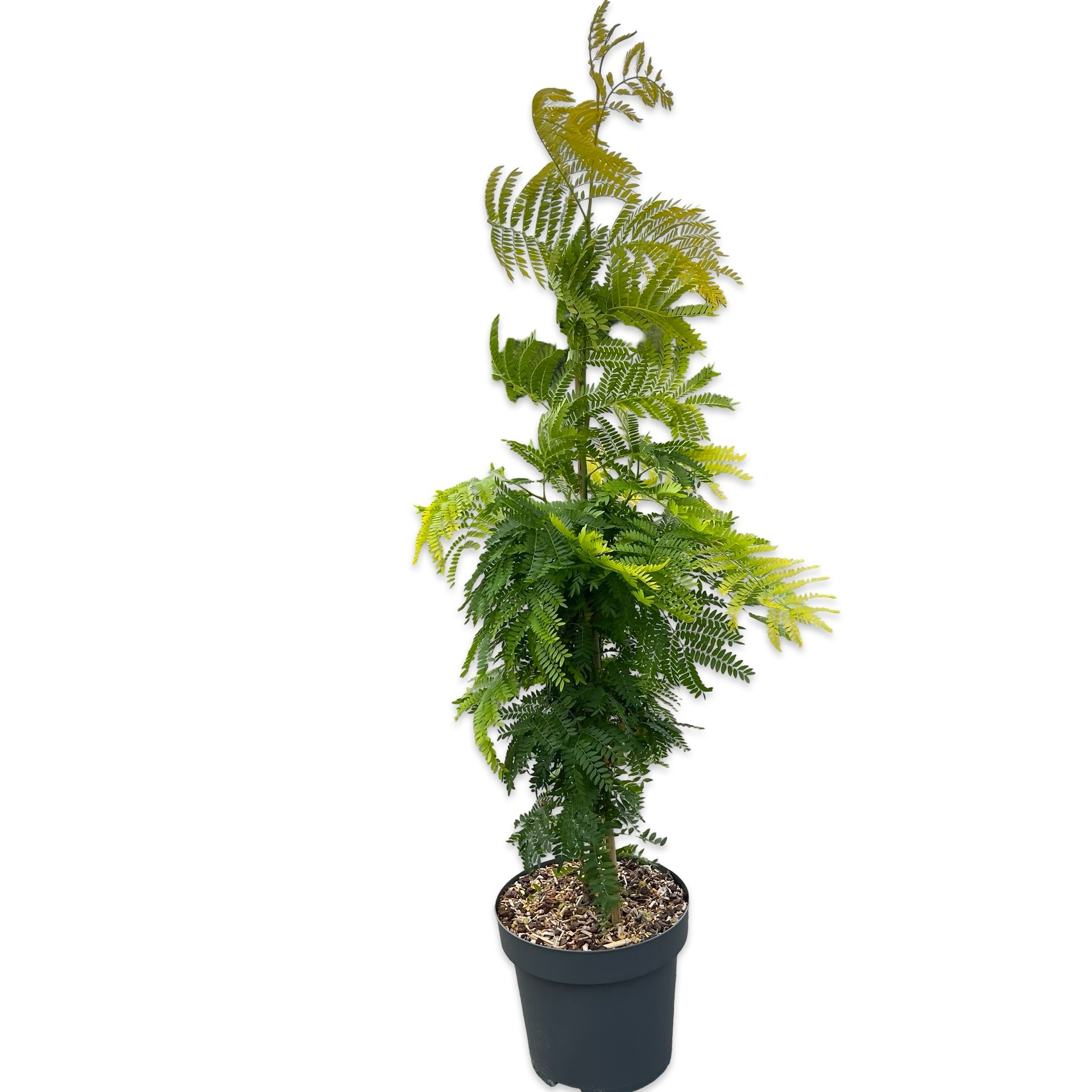 Gleditsia triacanthos 'Sunburst'