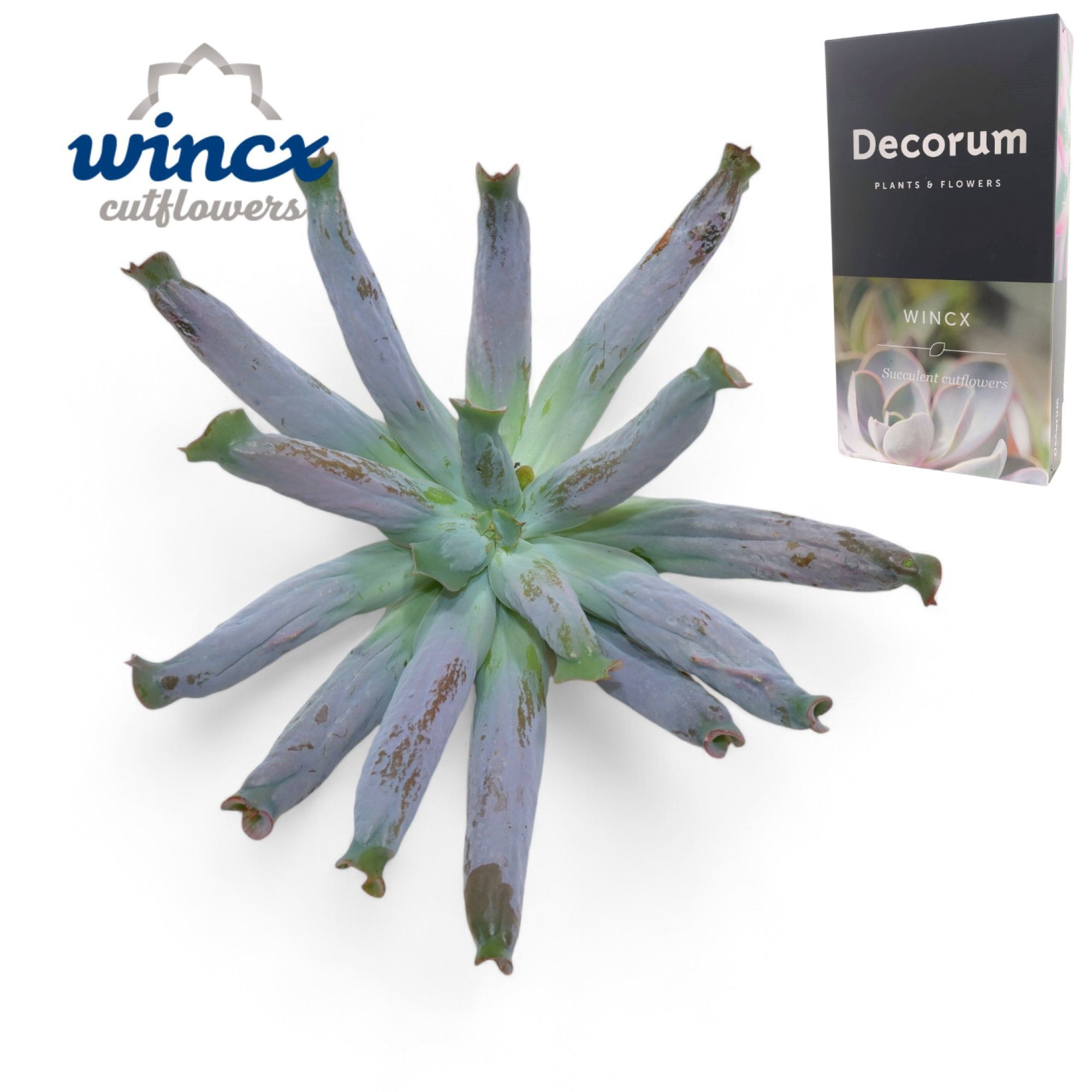 Echeveria Culebra Cutflower