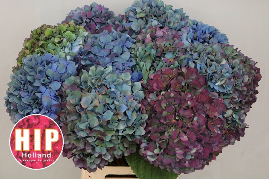 Hydrangea Pimpernel Classic 60cm 20Ø