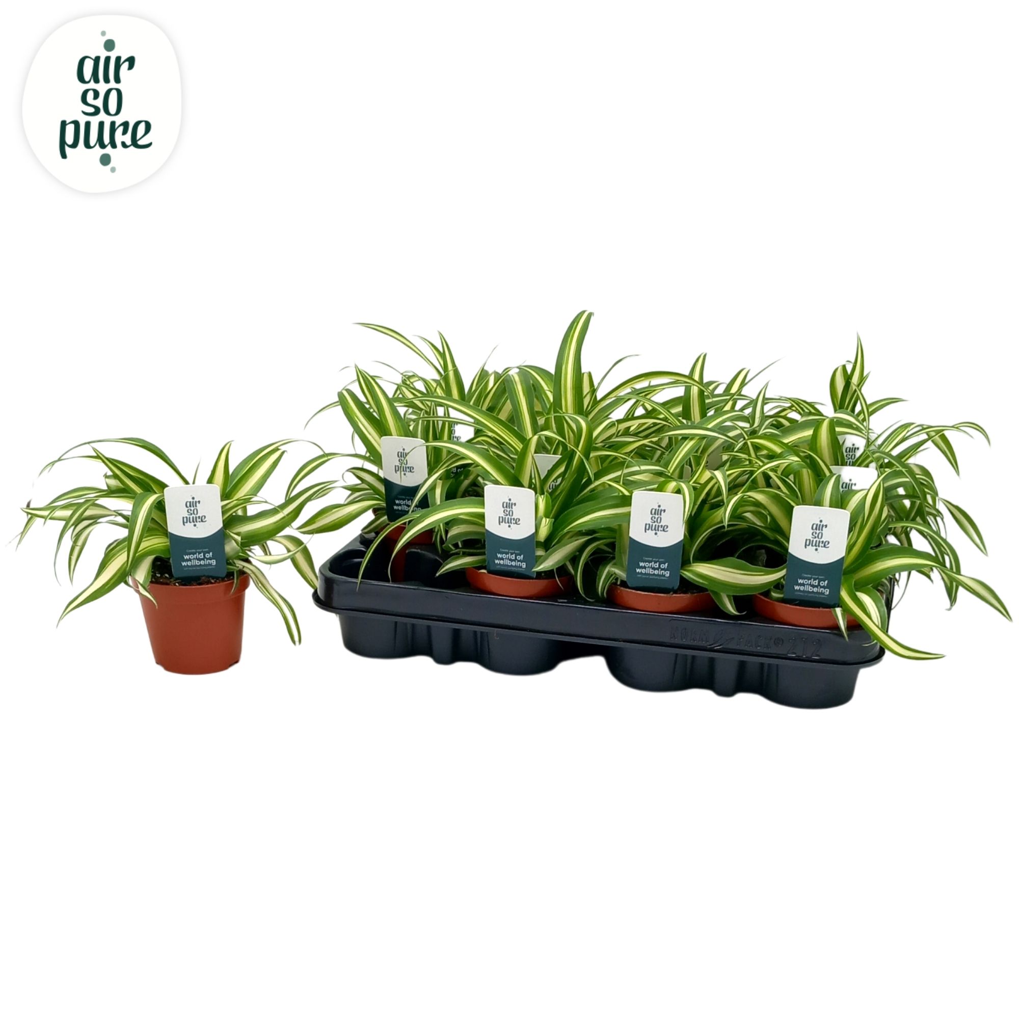 Chlorophytum Com 'Variegatum' Air So Pure®