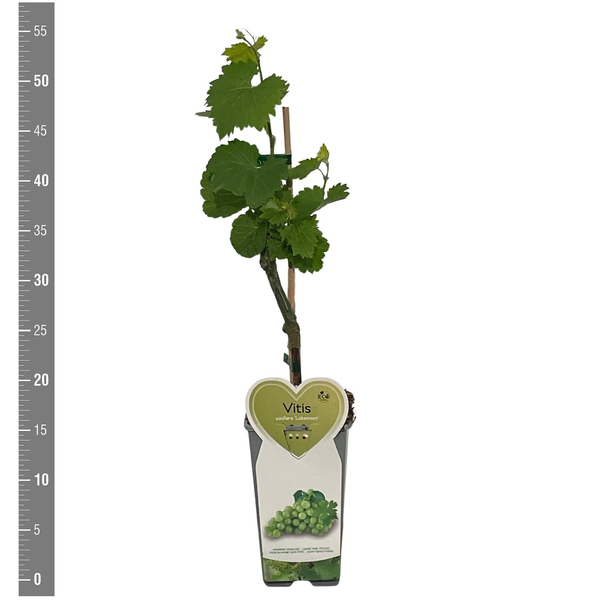 Vitis Kleinfruit Vitis v. 'Lakemont' 2 liter (druif wit veredeld)