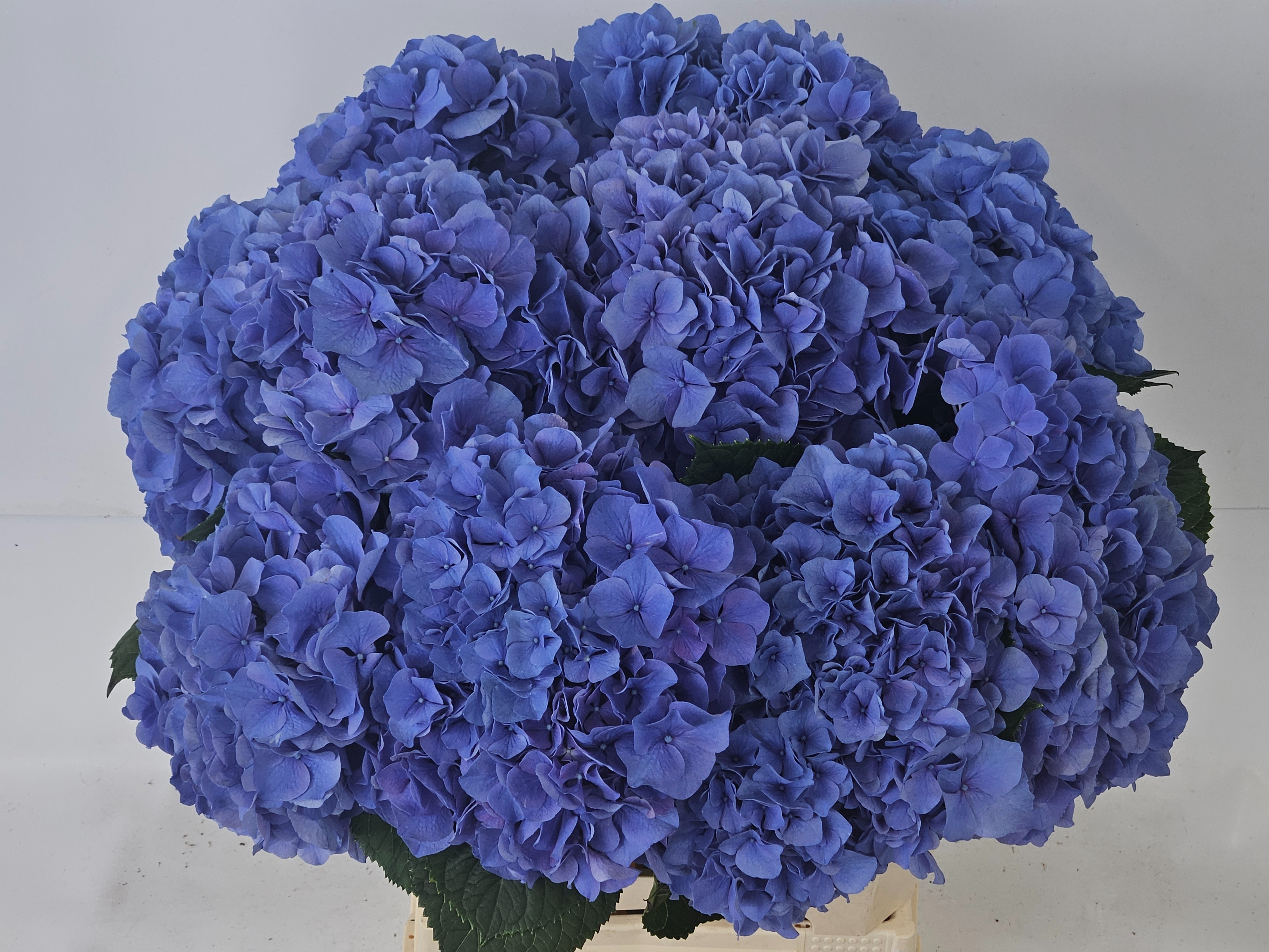 Hydrangea Pompidou 60cm 17Ø