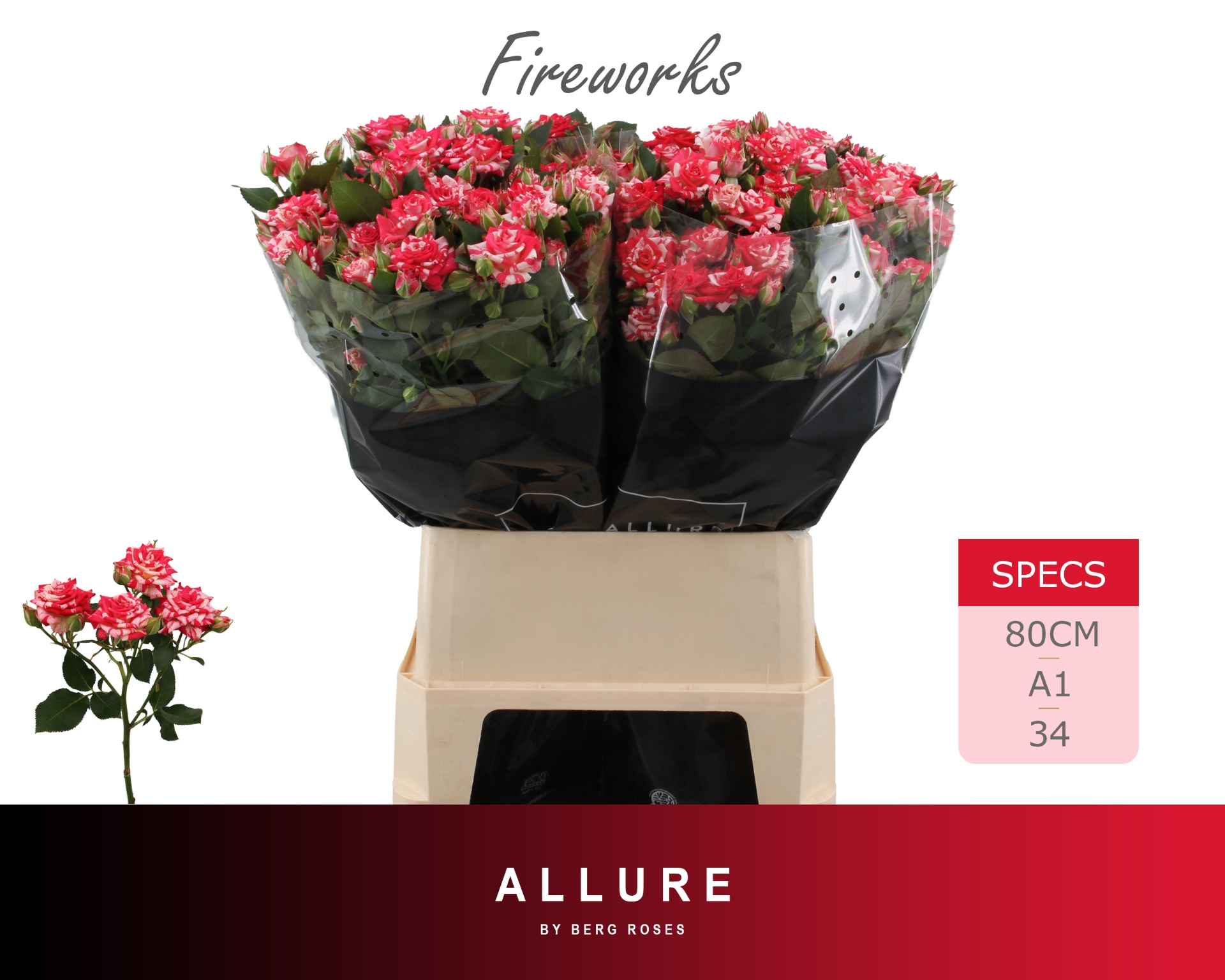 Rosa Spr Fireworks 80cm