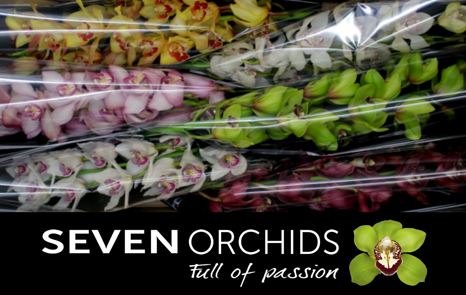 Cymbidium Asst 13bl