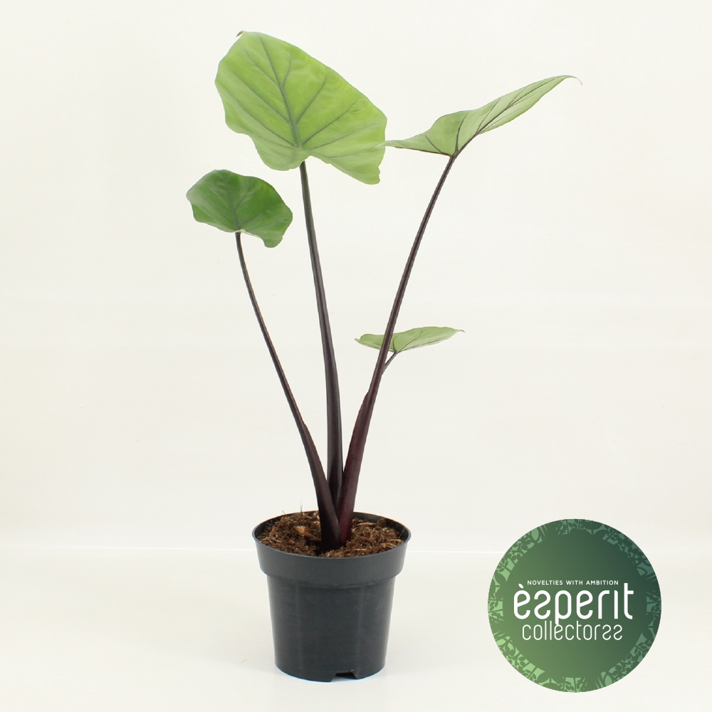 Picture of Alocasia Black Cobra P14 55CM