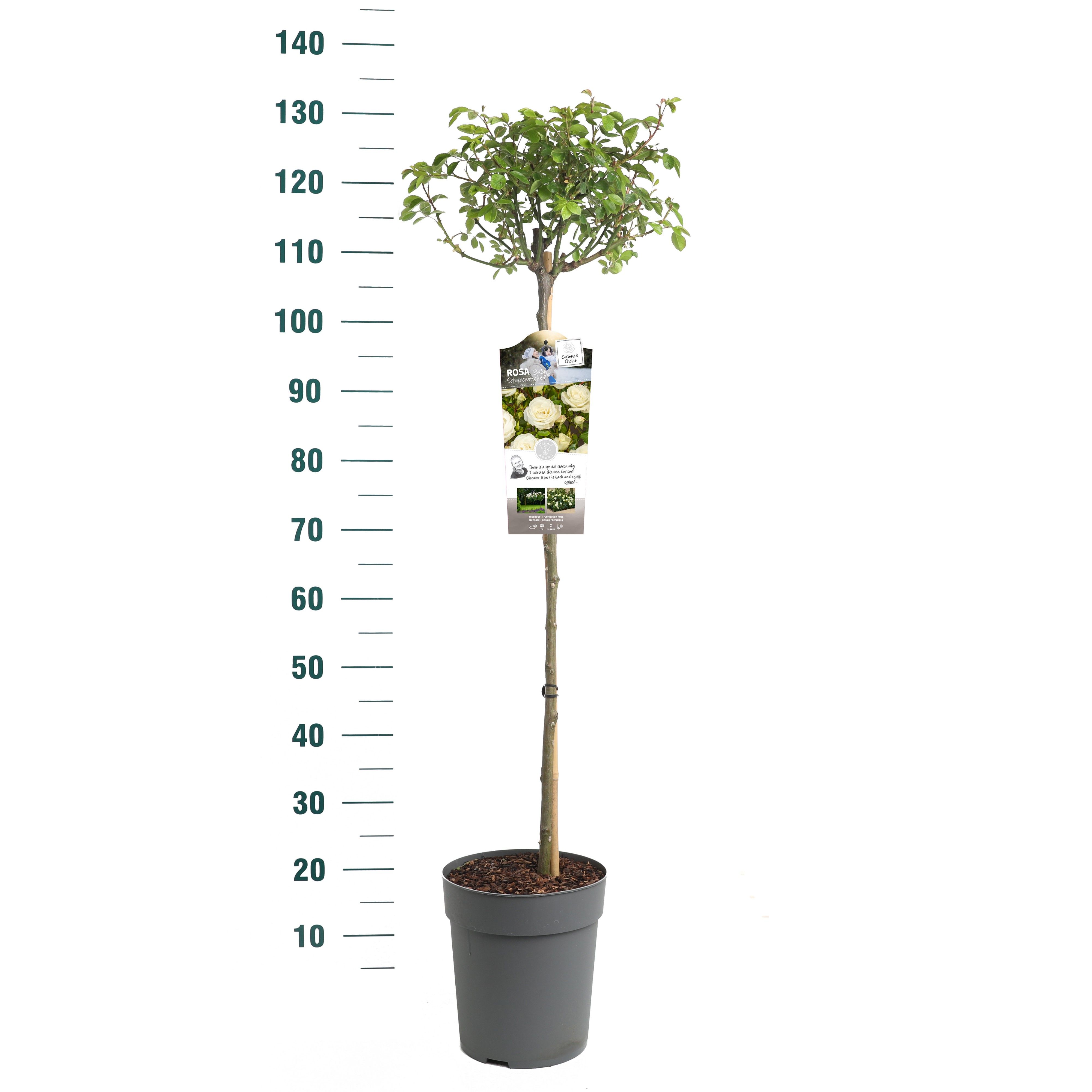 Rosa 'Baby Schneewittchen' - - Exclusive Collection