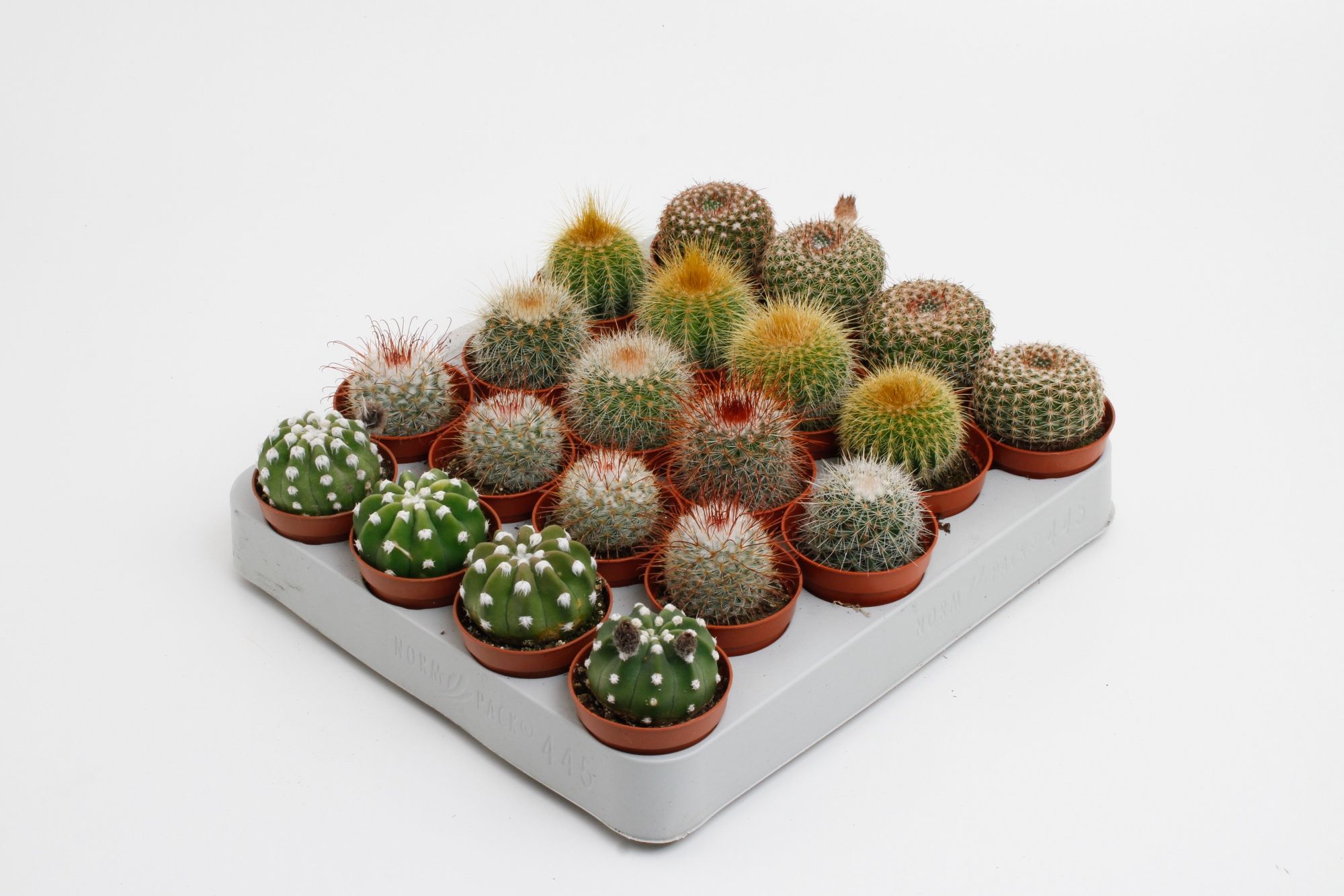 Cactus Gem 5 Srt 505Ø 10cm