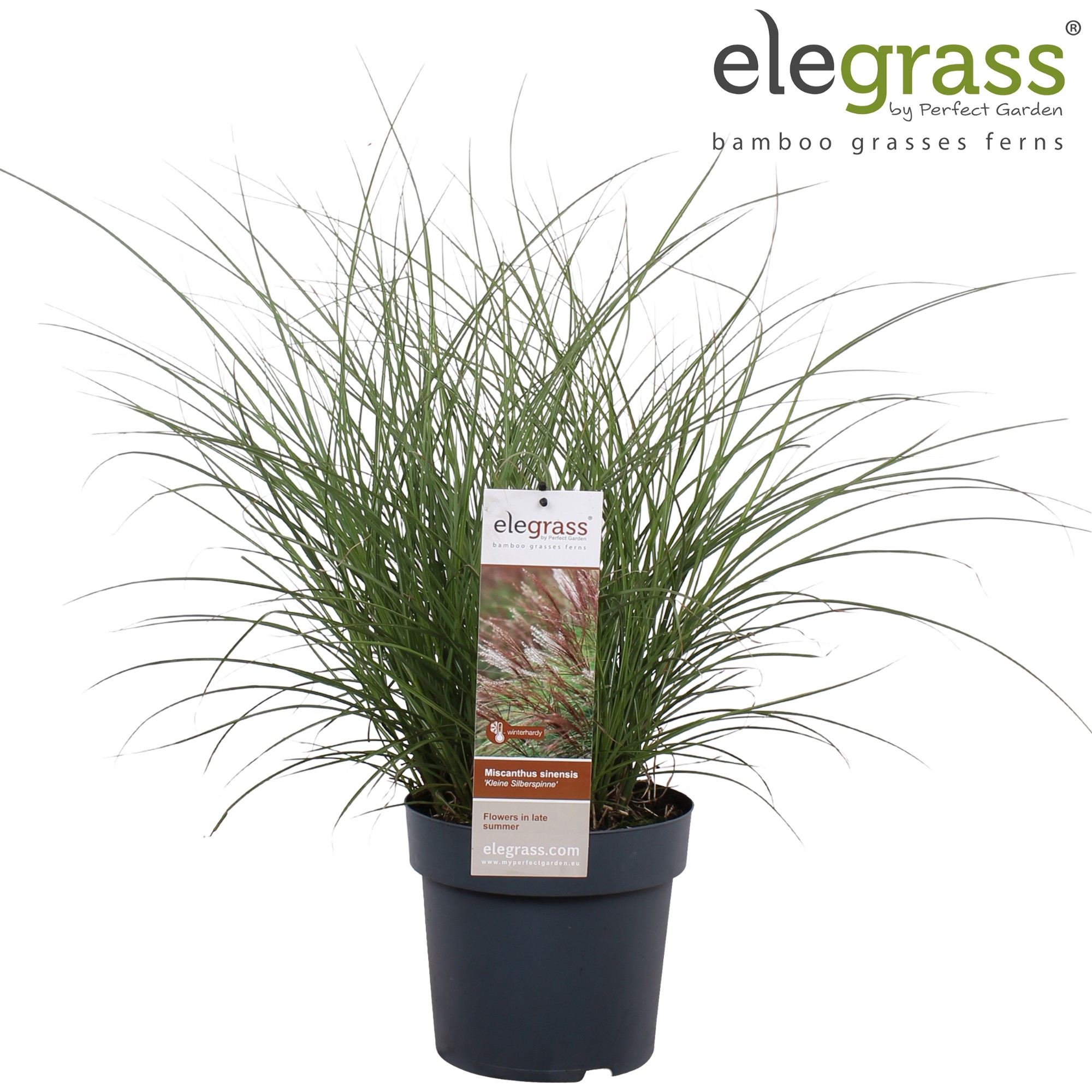 Picture of Miscanthus sin. 'Kleine Silberspinne' P23