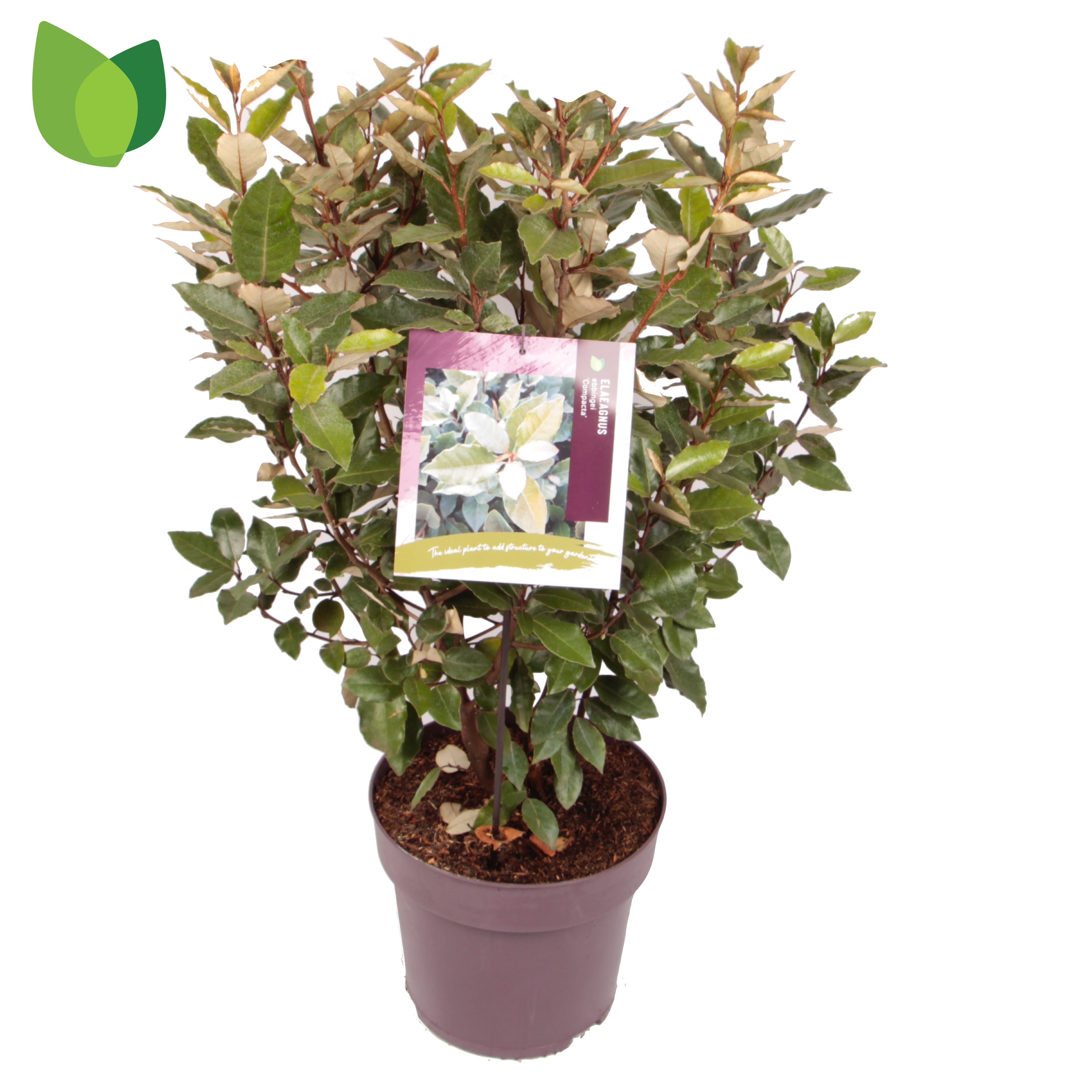 Picture of Elaeagnus ebbingei Compacta P29 (10 Ltr) (LOOSE)