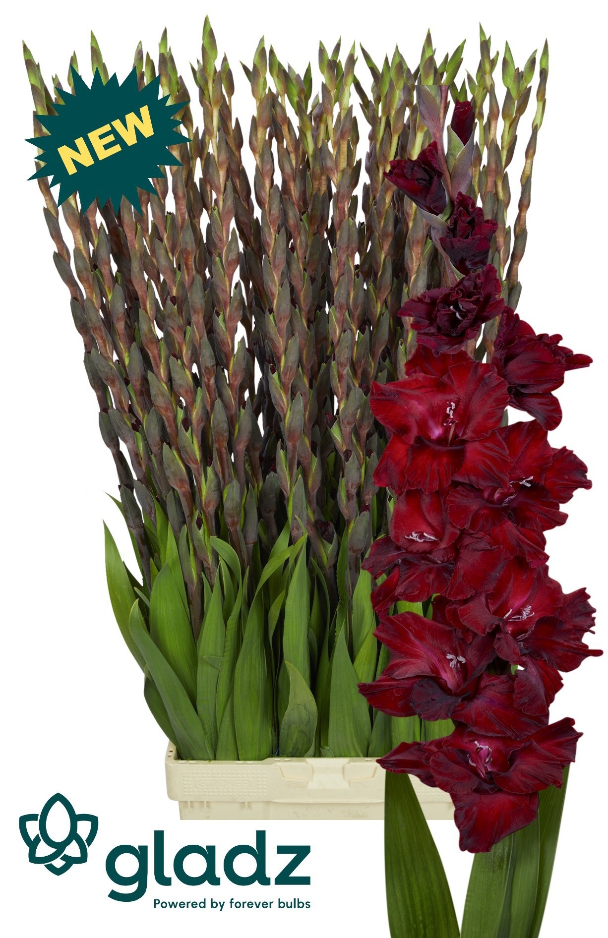 Glad Gr Sangria 130cm 190gram