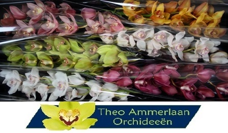 Cymbidium Asst 13bl
