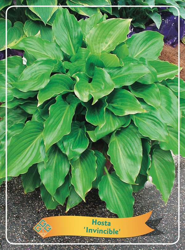 Picture of Hosta Mix 6x10 srt. per shelve P11