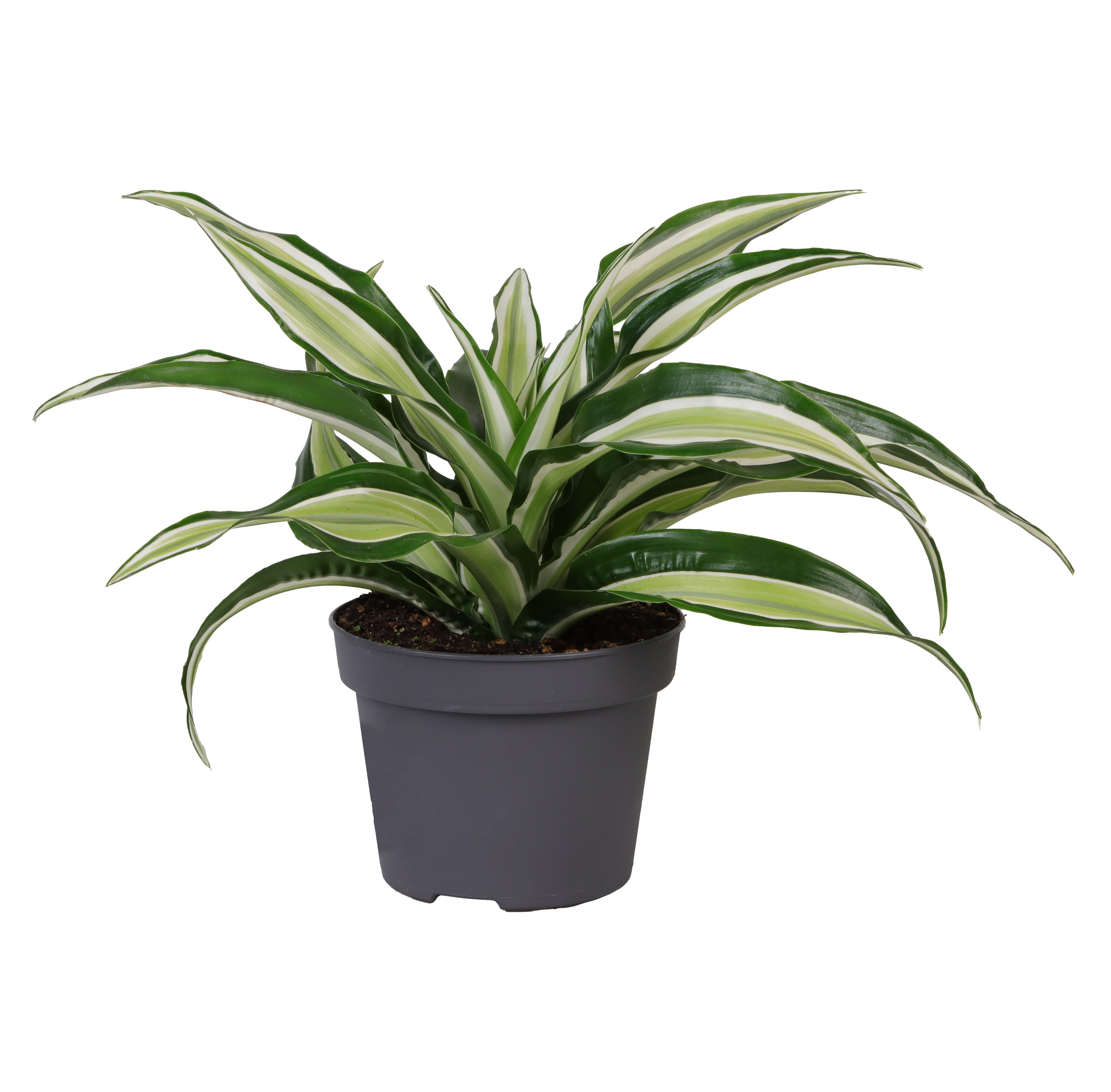 Picture of Dracaena Malaika P12 22CM