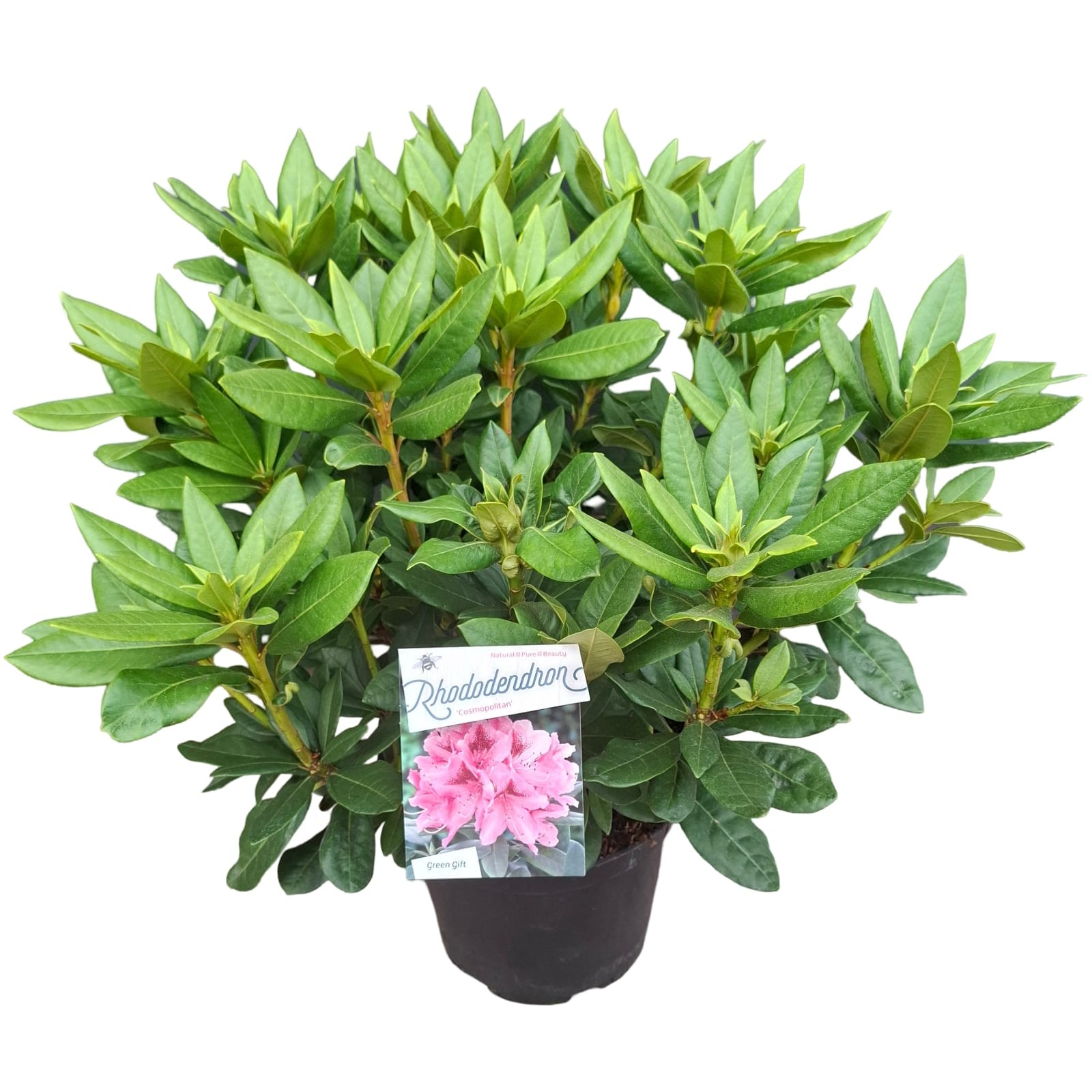 Picture of Rhododendron hybriden