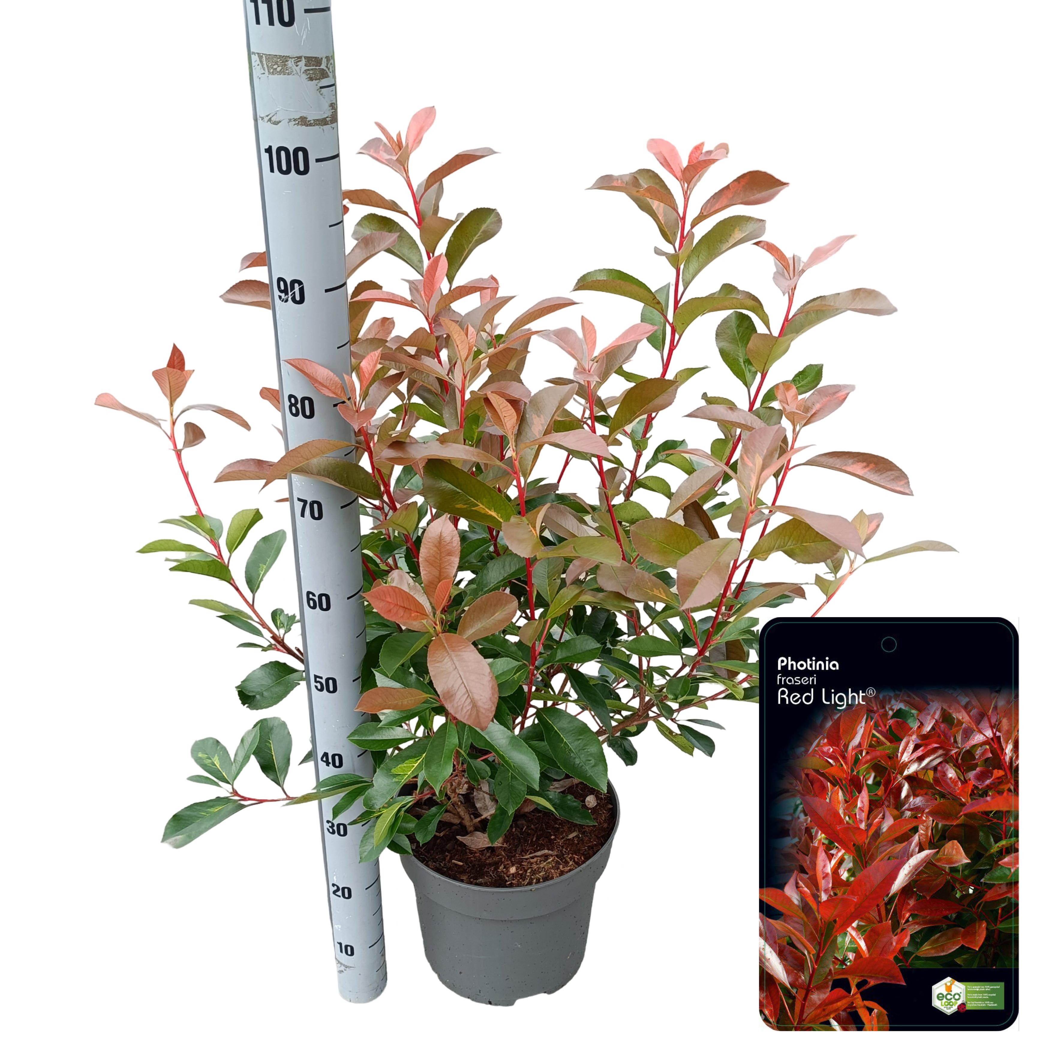 Picture of Photinia fraseri 'Red Light' C10