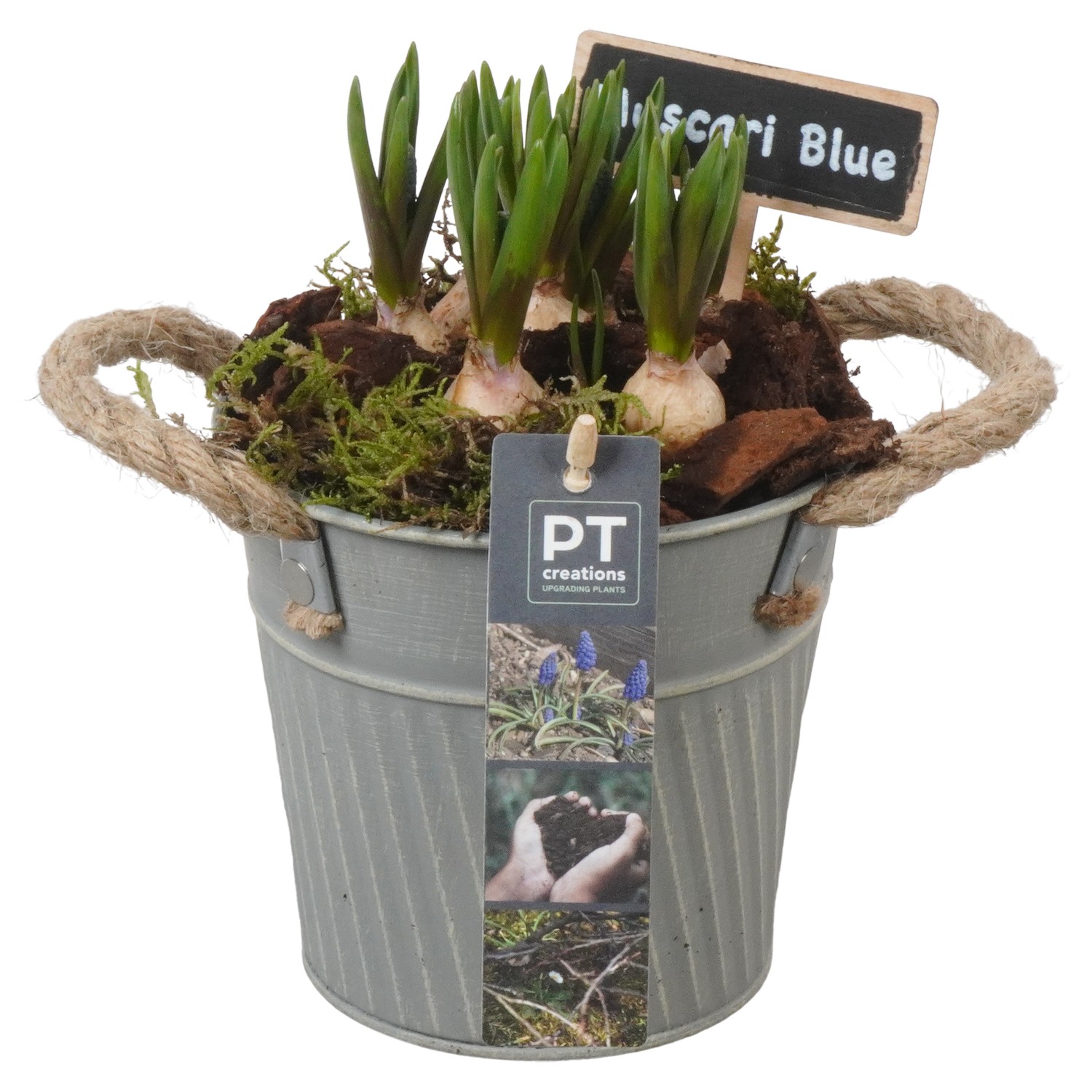 Picture of PTMB1046 Arrangement Muscari in zinc deco pot P13 18cm