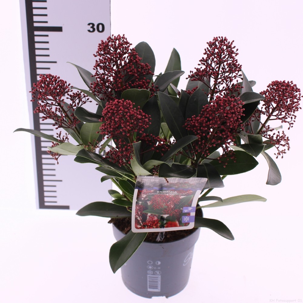 Picture of Skimmia jap. Rubella P13 30CM